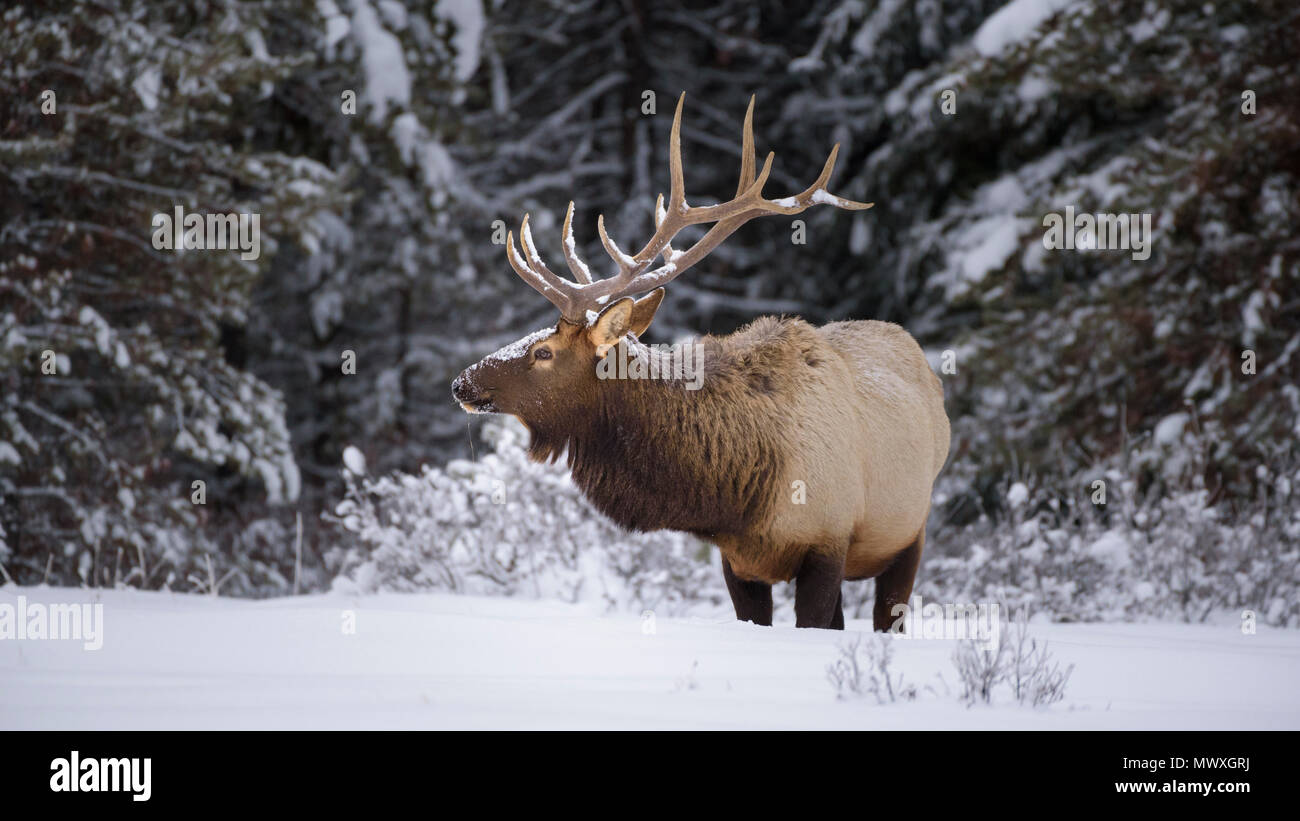 Large Bull Elk (Cervus canadensis) standing in deep snow during winter in Banff National Park, UNESCO, Alberta, The Rockies, Canada, North America Stock Photo
