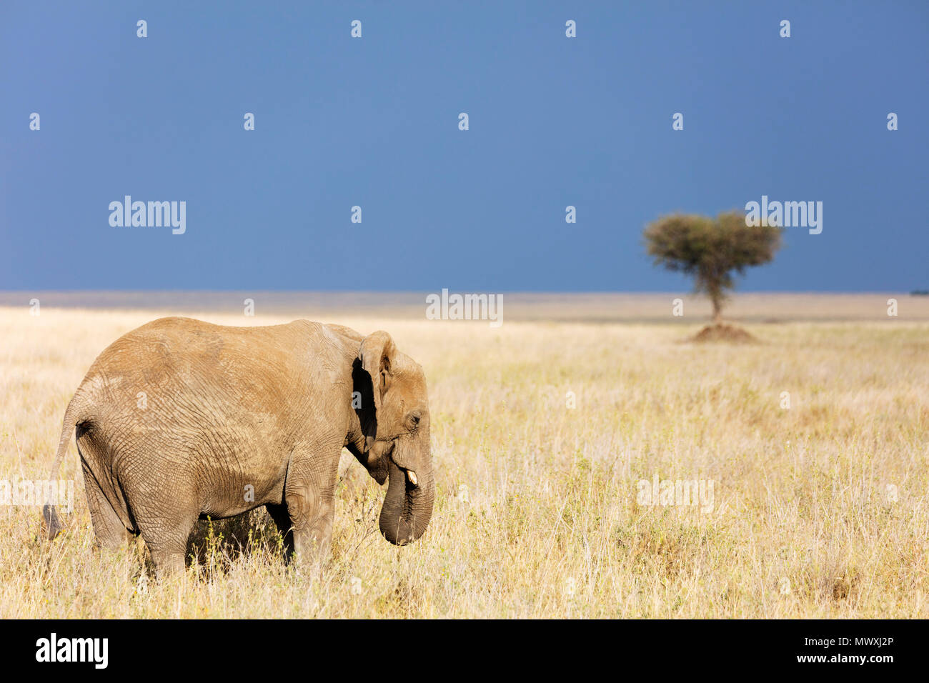 African elephant (Loxodonta africana), Serengeti National Park, UNESCO World Heritage Site, Tanzania, East Africa, Africa Stock Photo