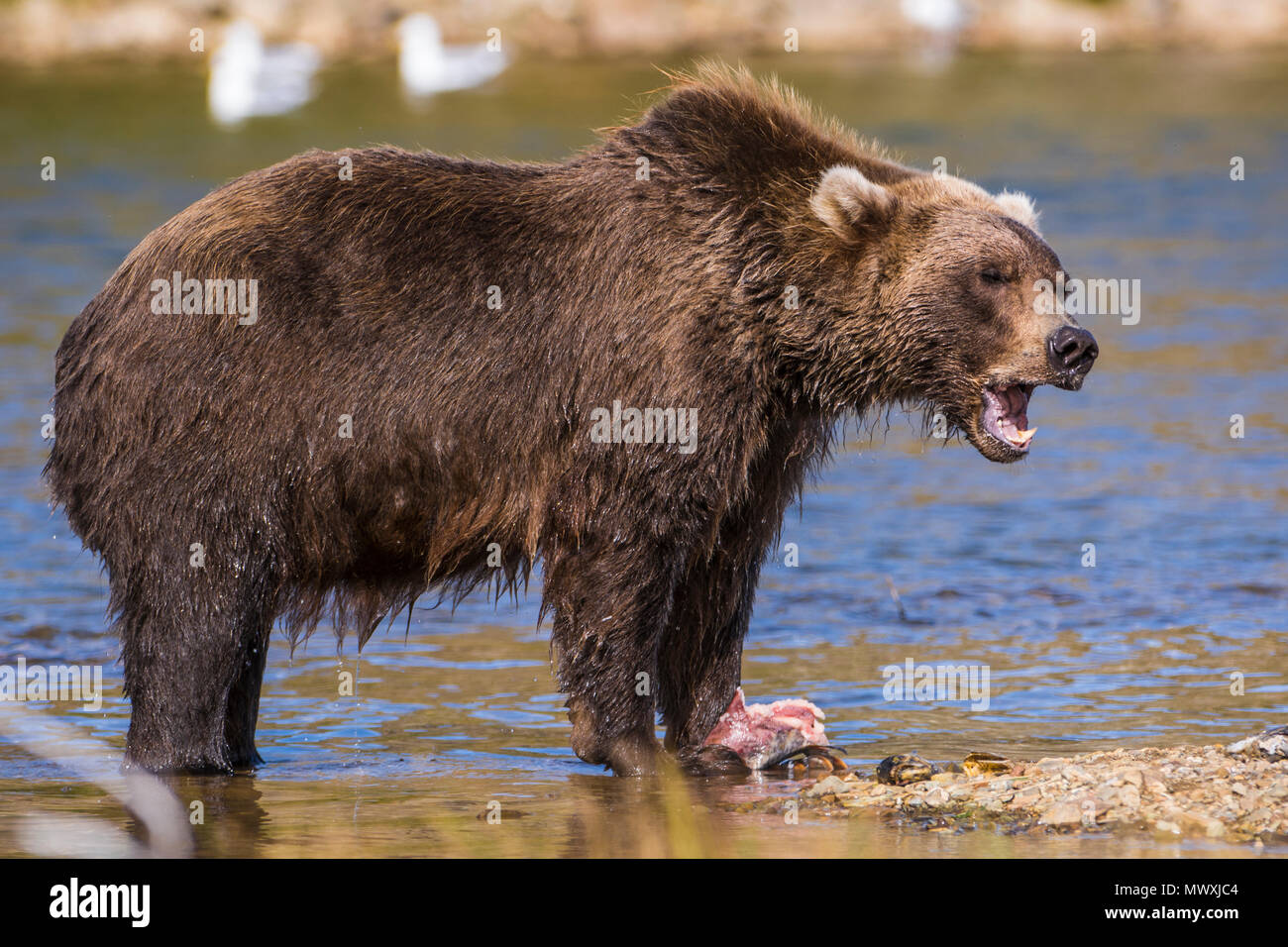 Grizzly bear (brown bear) (Ursus arctos), Moraine Creek (River), Katmai National Park and Reserve, Alaska, United States of America, North America Stock Photo