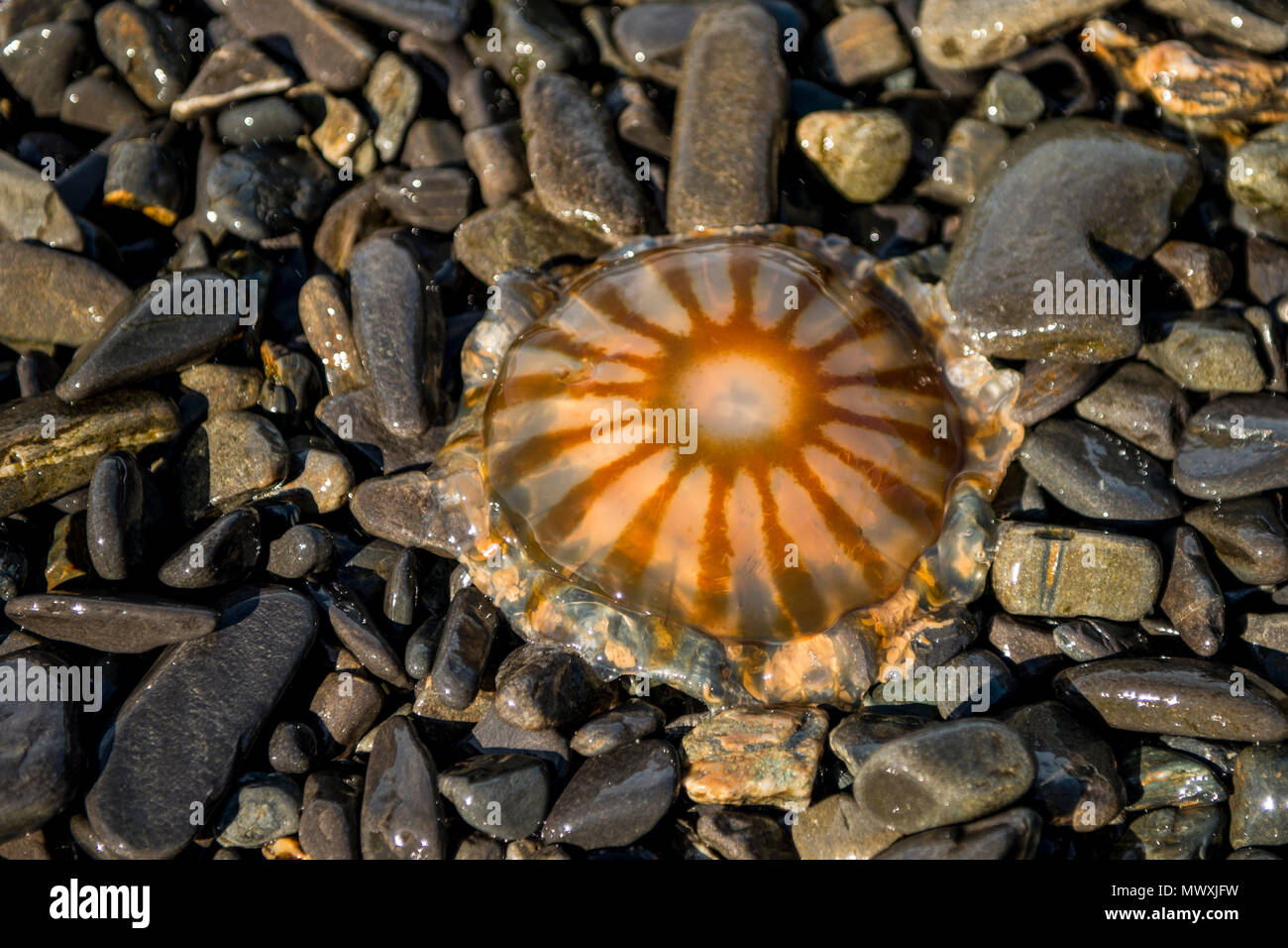 Moon Jellyfish (Aurelia aurita), Resurrection Bay, Kenai Fjords National Park, Alaska, United States of America, North America Stock Photo