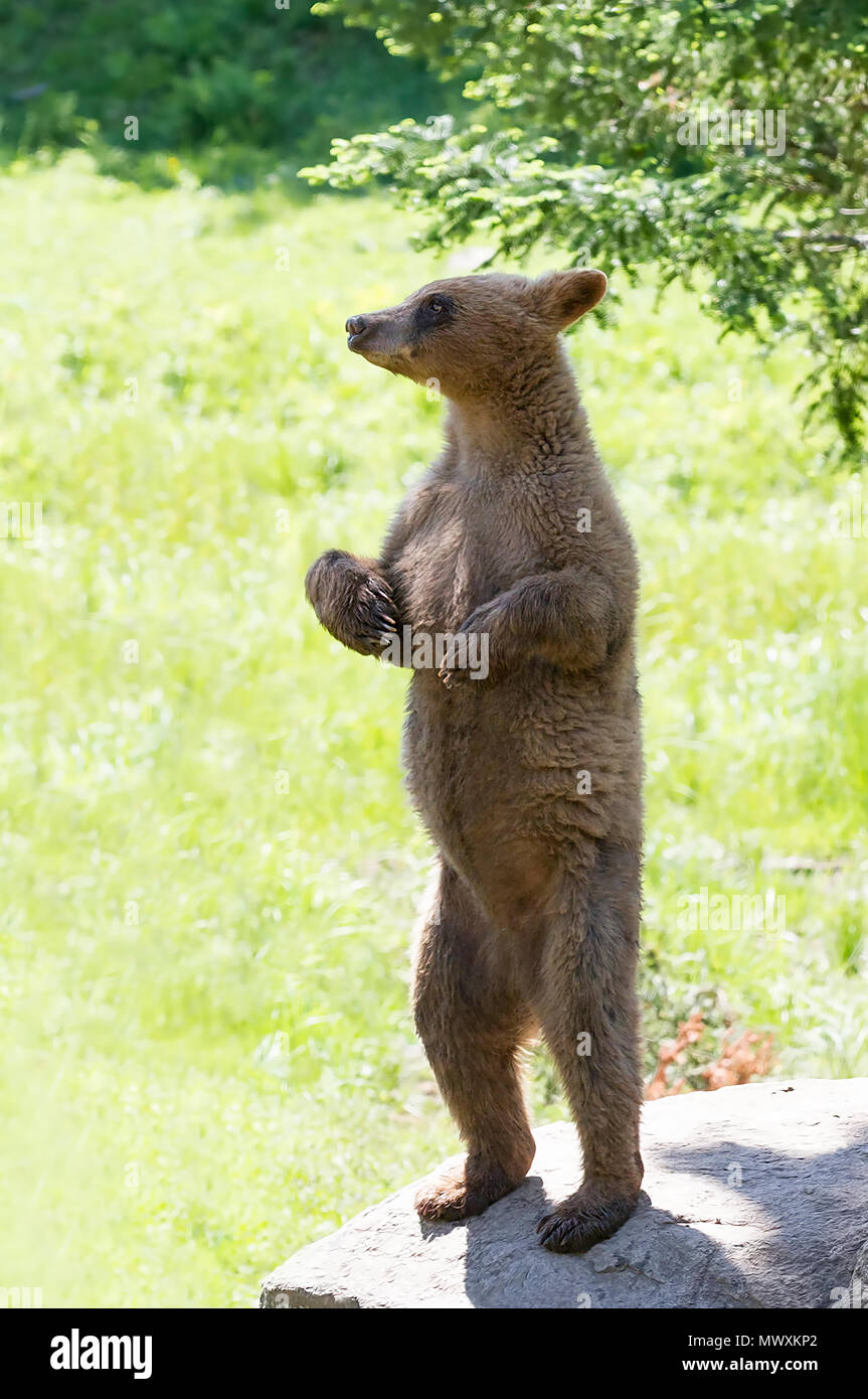 Cinnamon black bear standing on hind legs hires stock photography and images Alamy