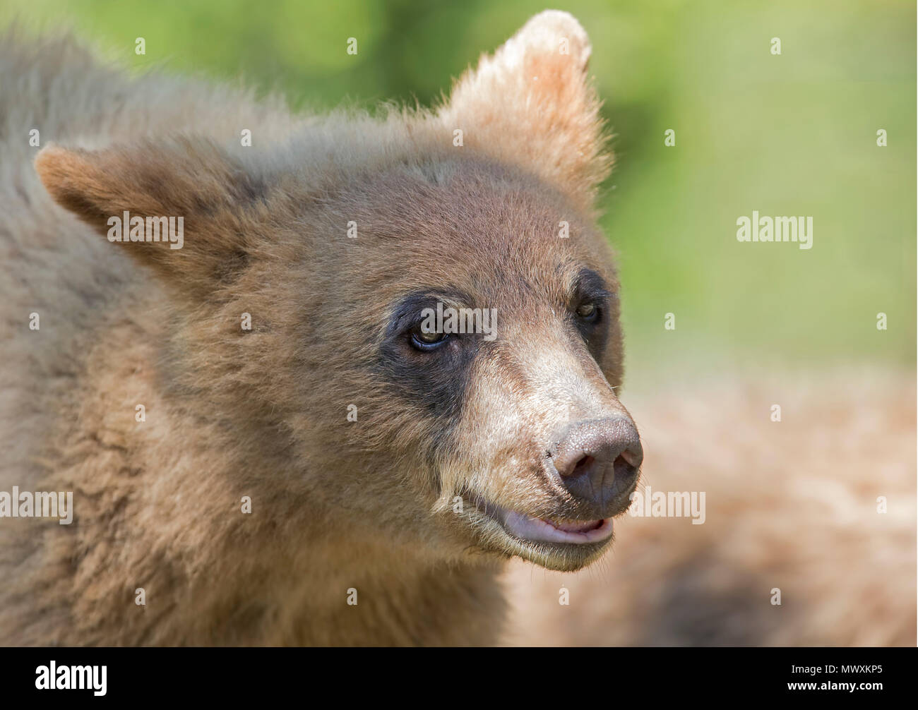 Cinnamon bear (Ursus americanus cinnamomum) closeup in Canada Stock