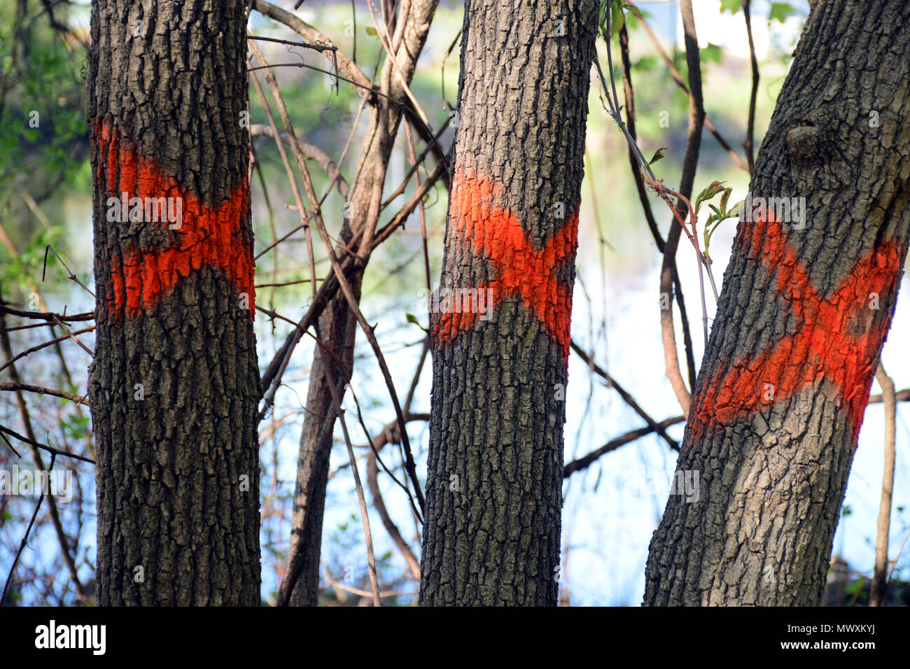 Tree marked for removal Stock Photo Alamy