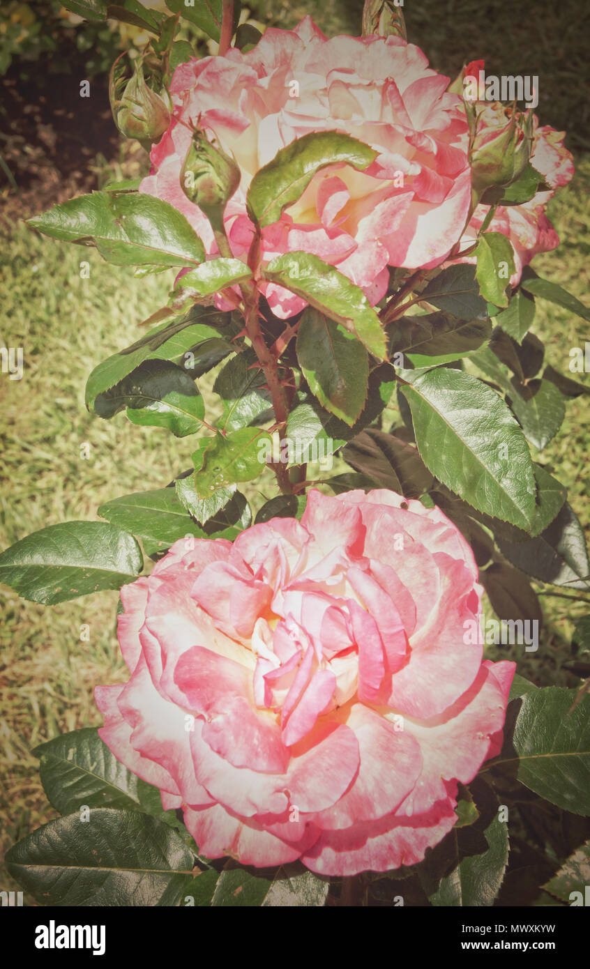 Blossom of pink roses background Stock Photo - Alamy