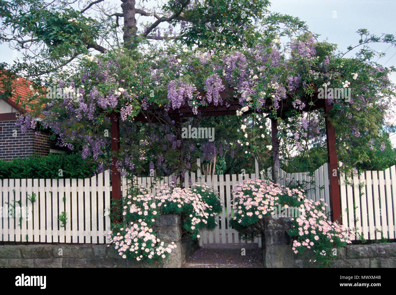 BEAUTIFUL WISTERIA GROWING OVER WOODEN GARDEN ENTRANCE WITH PINK DAISIES GROWING IN THE FOREGROUND. SYDNEY, AUSTRALIA. Stock Photo