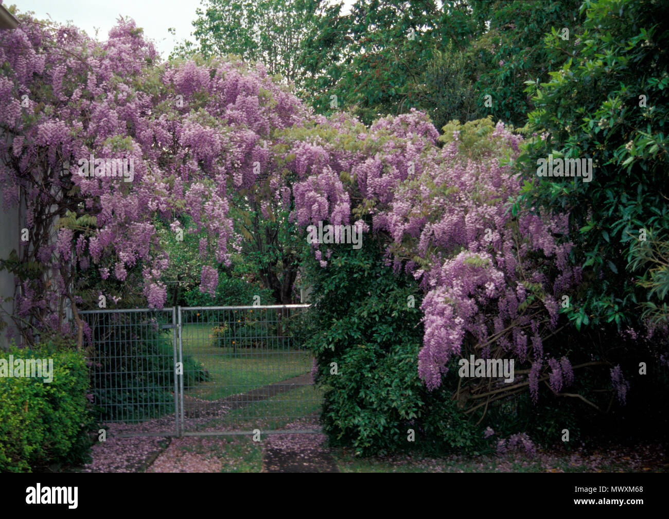 WISTERIA VINE IN FULL FLOWER GROWING OVER ENTRANCE TO A SUBURBAN GARDEN. NEW SOUTH WALES, AUSTRALIA. Stock Photo