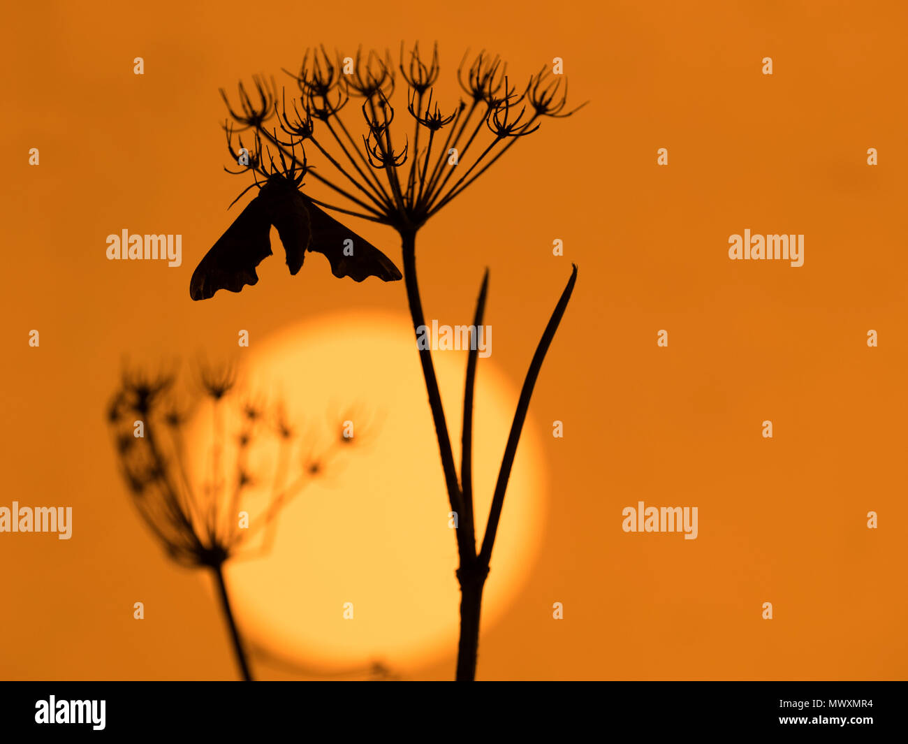 Lime Hawk-moth Mimas tiliae in silhouette at sunset Stock Photo
