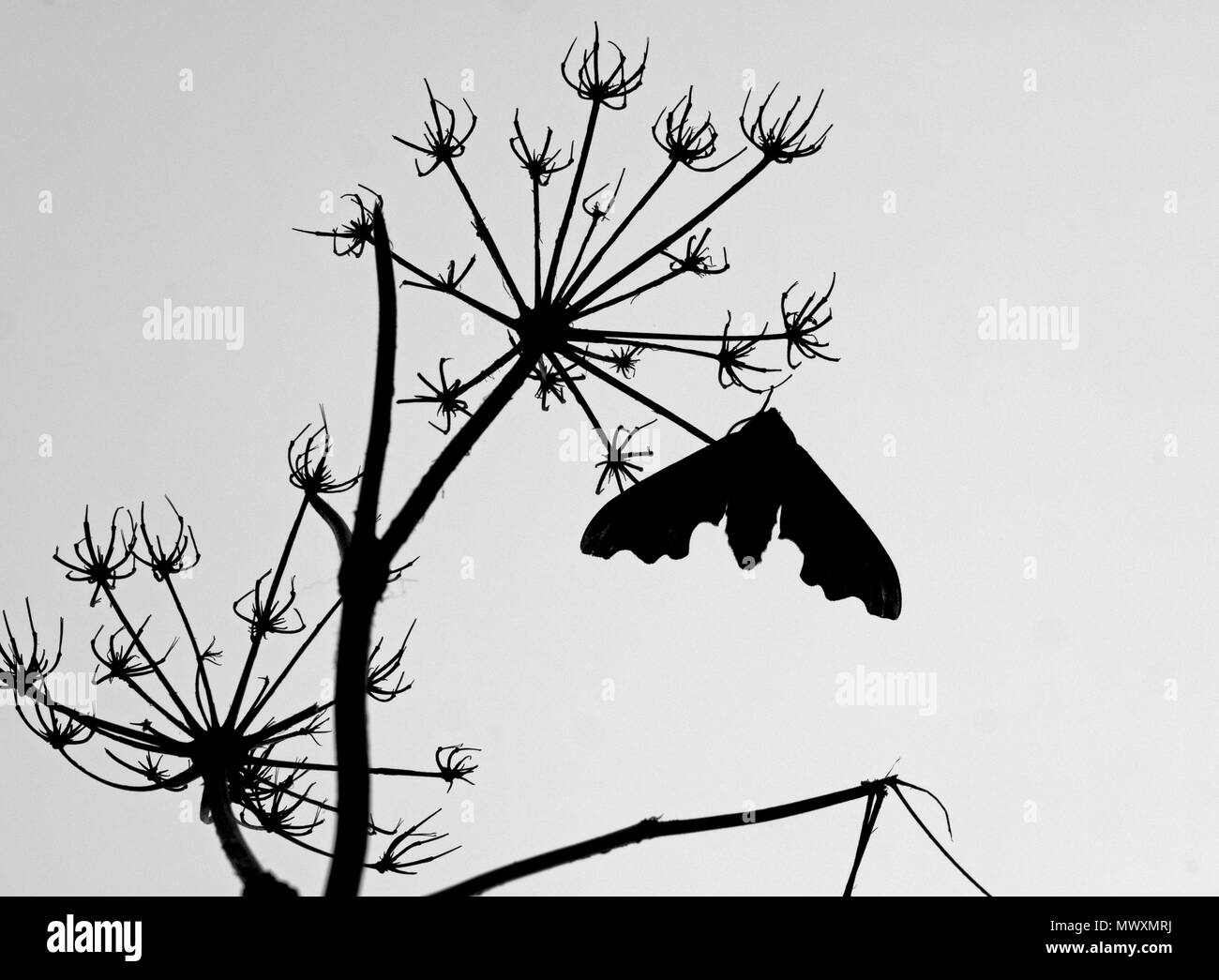 Lime Hawk-moth Mimas tiliae silhouette Stock Photo