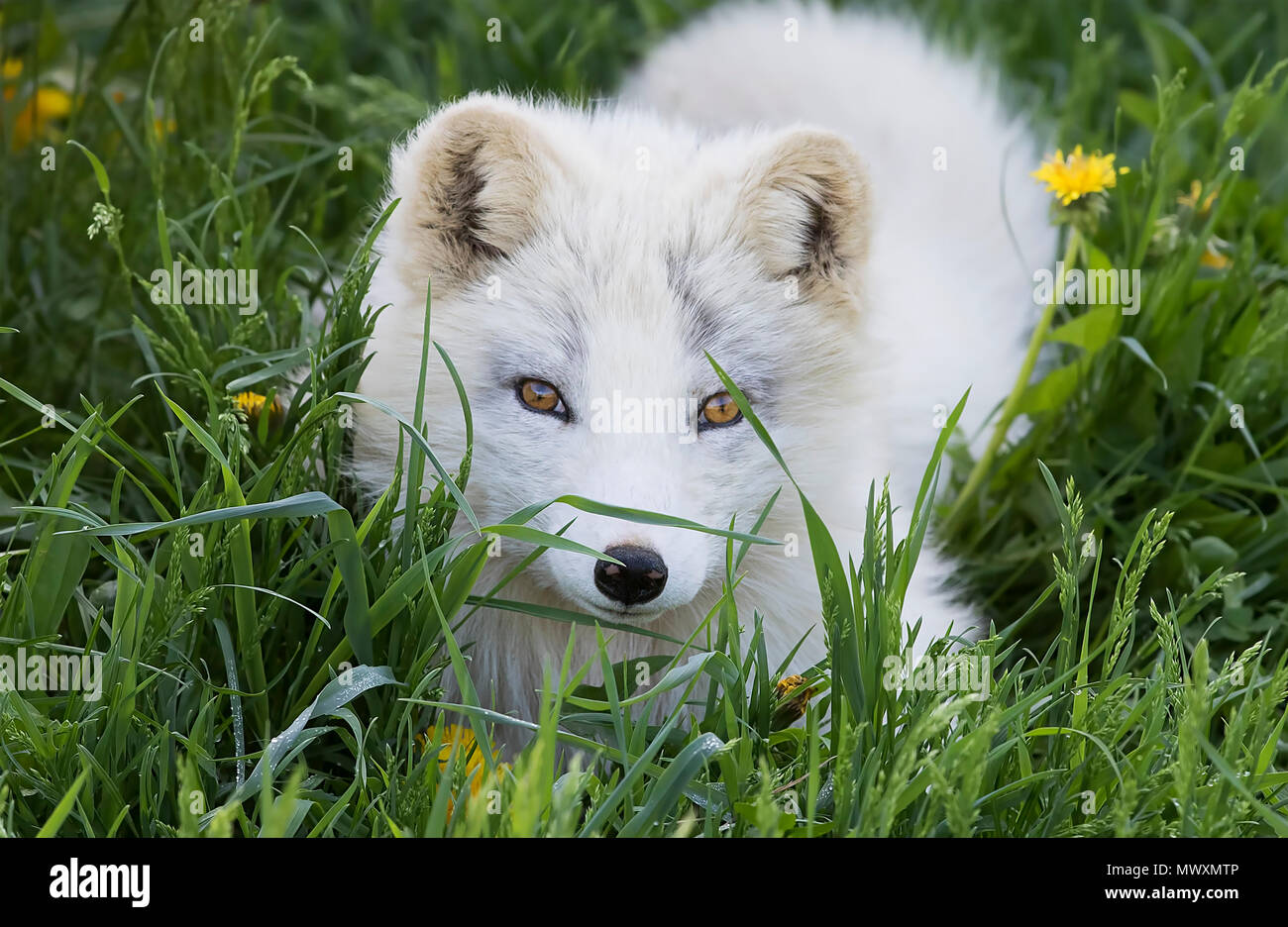 Arctic Fox In Summer Coat High Resolution Stock Photography And Images Arctic Fox In Summer Coat High Resolution Stock Photography And Images