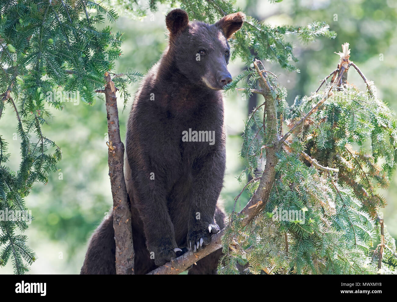 Cinnamon bear (Ursus americanus cinnamomum) closeup in Canada Stock