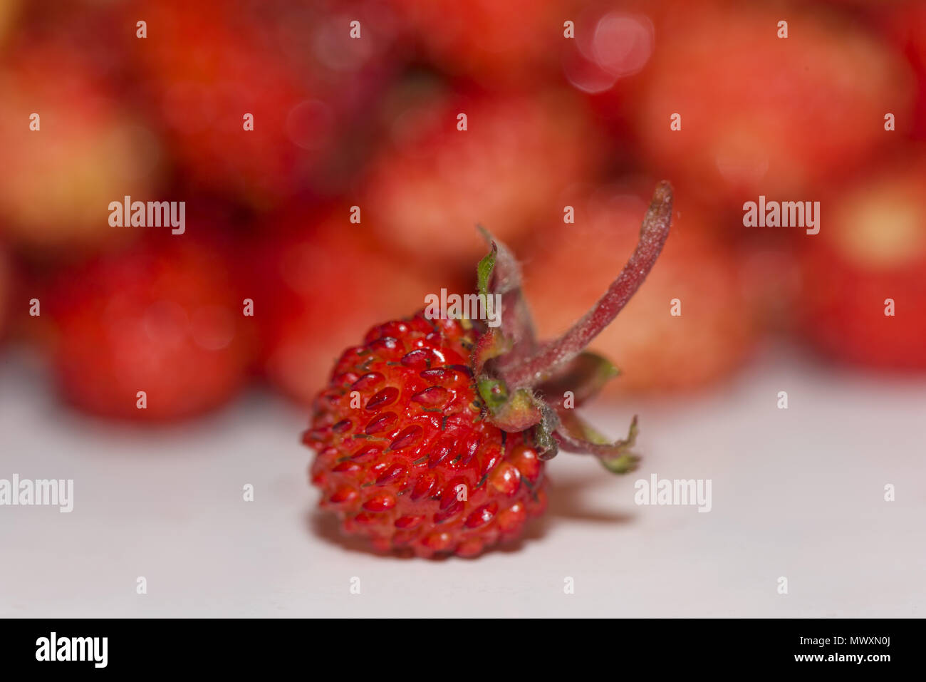 wild strawberry (Fragaria vesca) Stock Photo