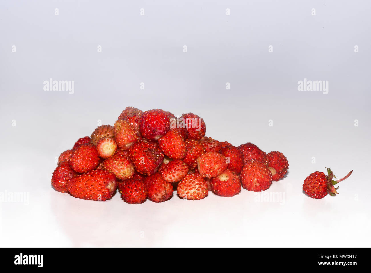 wild strawberry (Fragaria vesca) Stock Photo