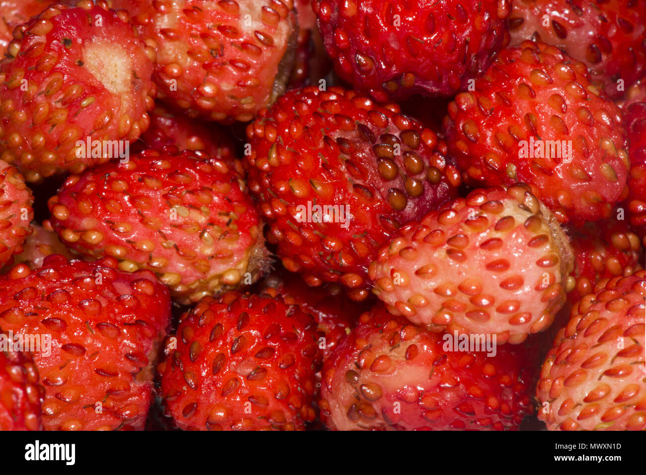 background from freshly harvested wild strawberry (Fragaria vesca) Stock Photo