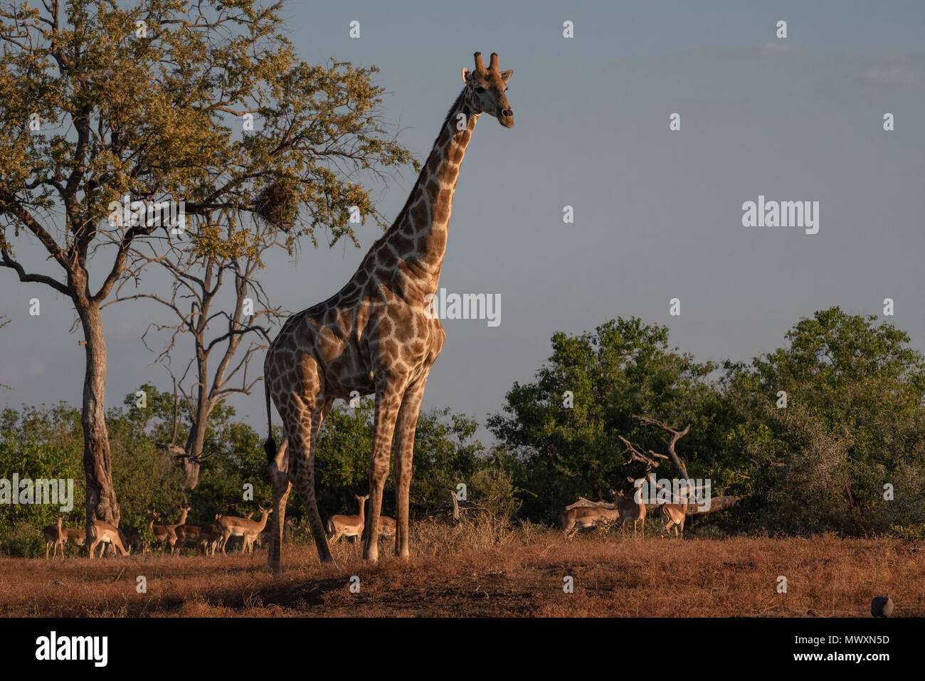 Southern African Giraffe at Mashatu in Botswana Stock Photo