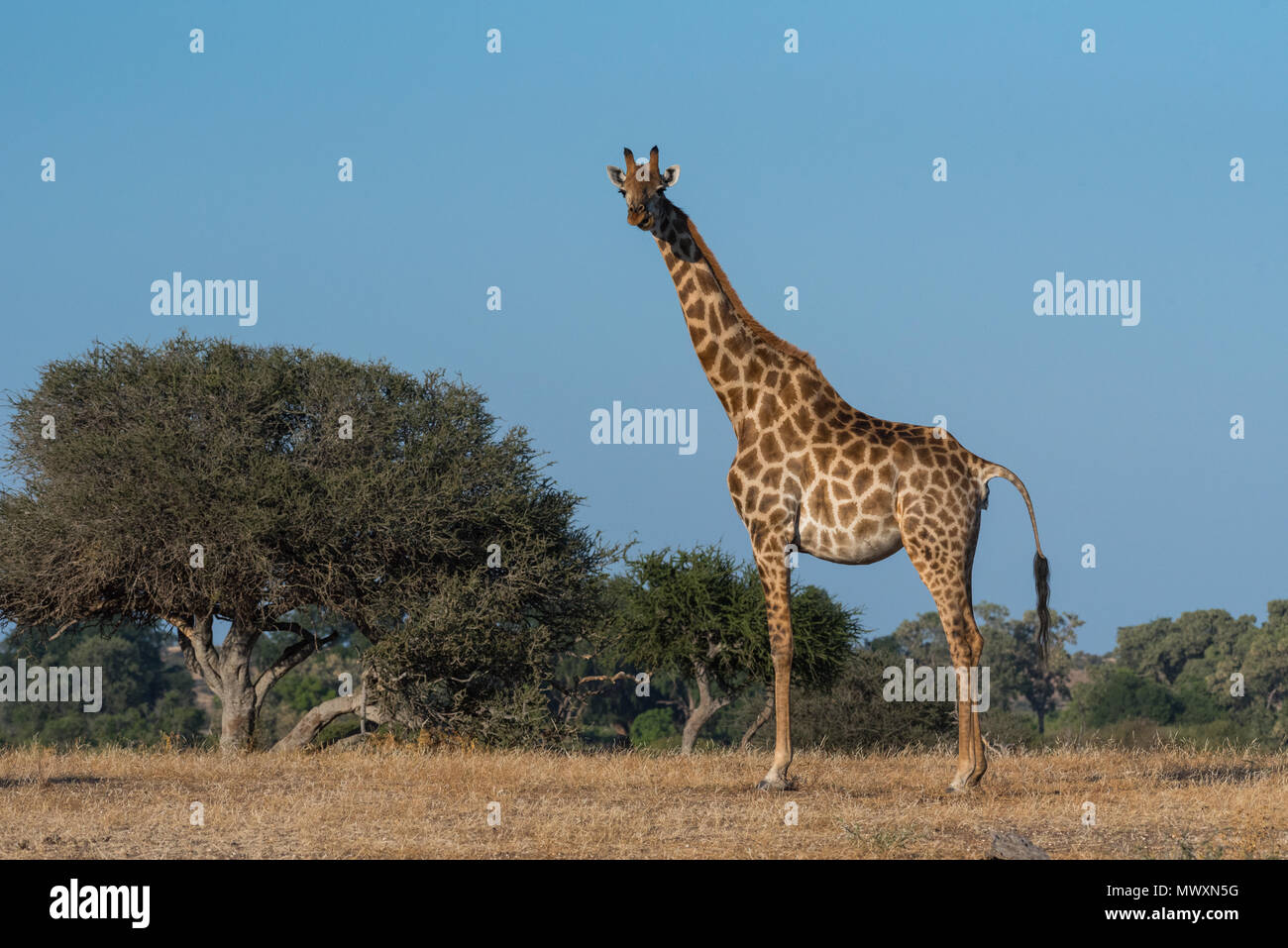 Southern African Giraffe at Mashatu in Botswana Stock Photo