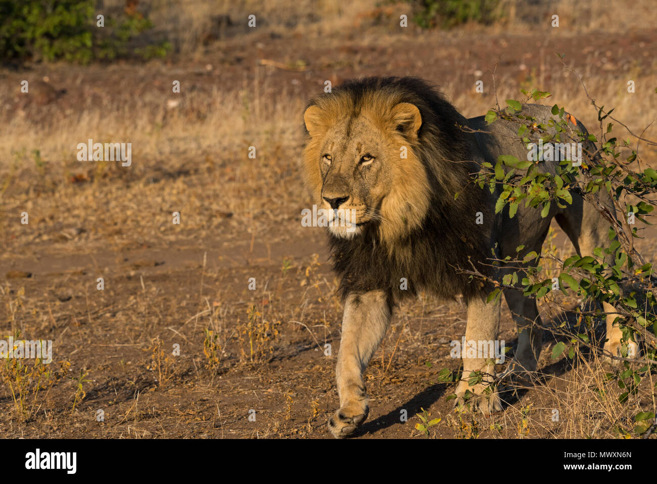 Male Black Maned African Lion at Mashatu Game Reserve Botswana Stock Photo