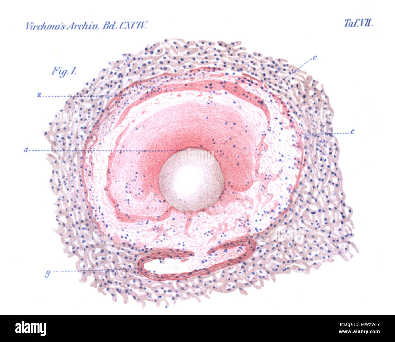 . English: 1) l Tbereine neue Art yon Fasern im Bfildegewebe und in der Blutgef$- wand yon Prof. Dr. H. D u e r c k. Dieses Arehiv, 189. Bd. 7 November 2013, 12:57:54. Dr. Carl Bruegel. 619 Uber das Vorkommen der D u er c k 1907 fig1 Stock Photo