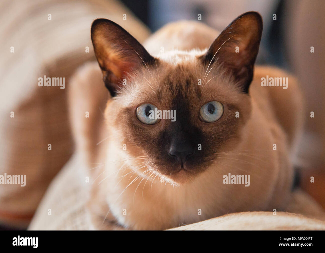Cute siamese cats hires stock photography and images Alamy