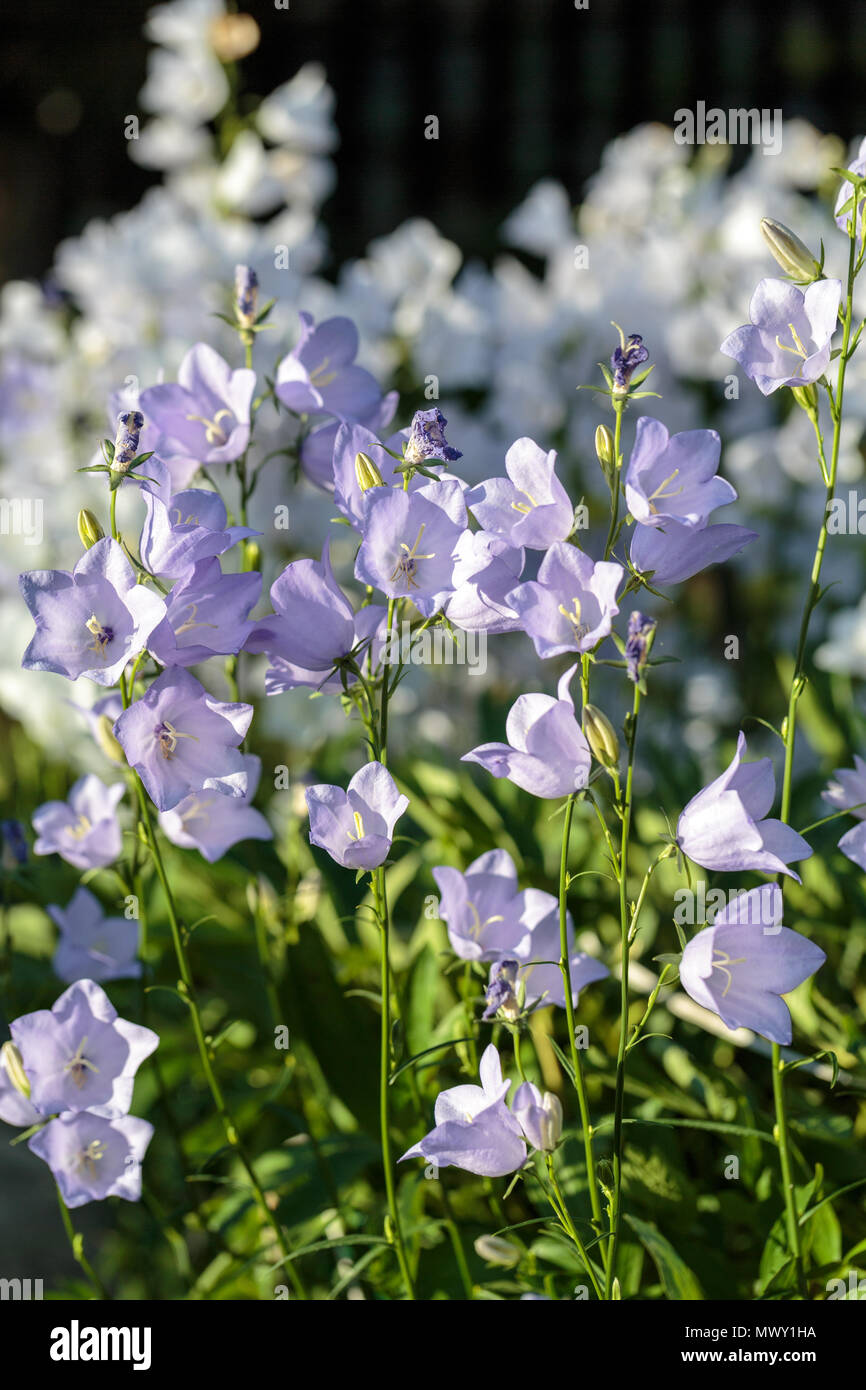 Campanula or canterbury bells flowers Stock Photo - Alamy