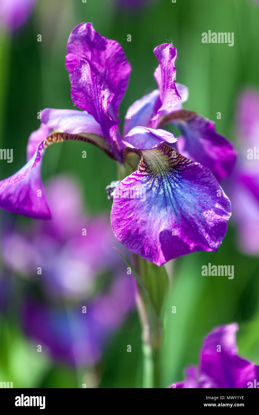 Iris sibirica ' Chilled Wine ' Stock Photo