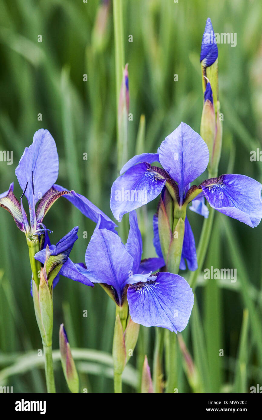 Iris sibirica " Bluecape ", beauty blue irises Stock Photo