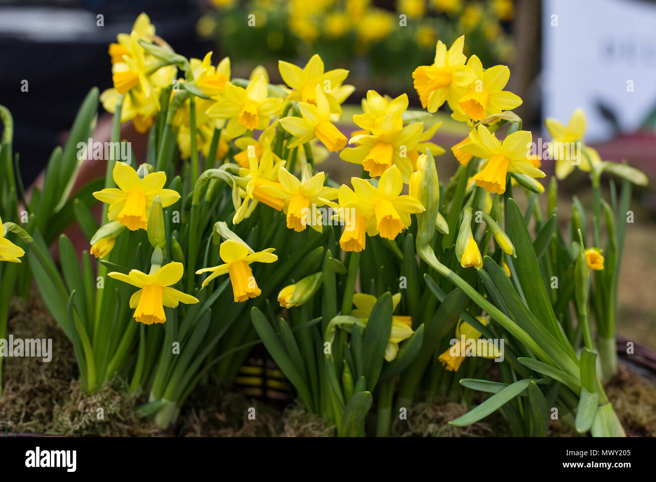 Yellow jonquil flowers Stock Photo Alamy