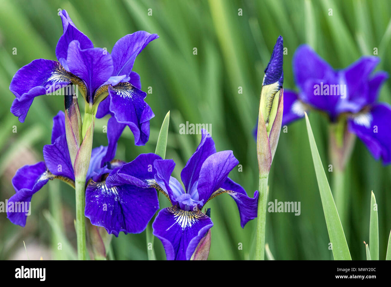 Siberian iris sibirica ' Purple Mere ' Stock Photo