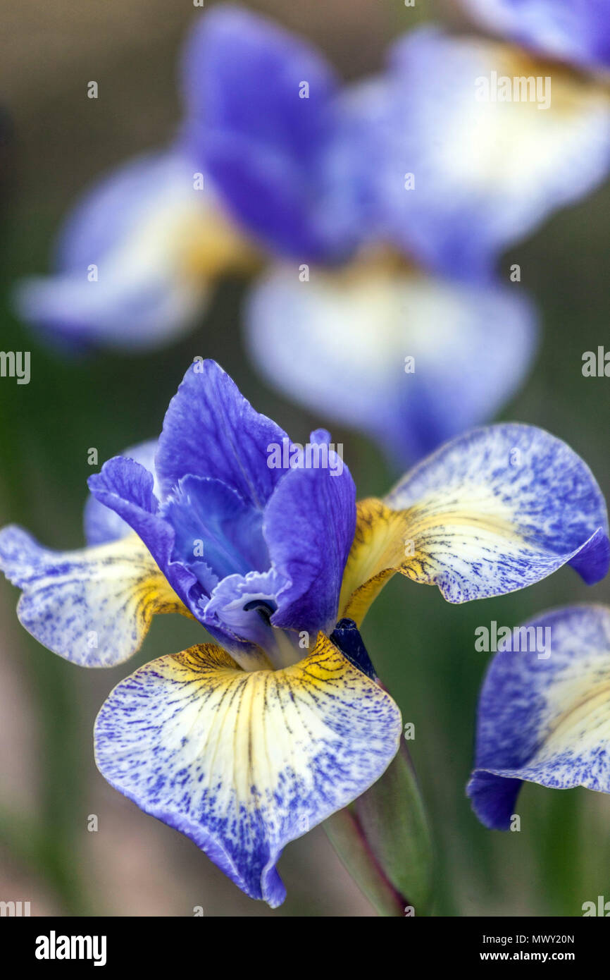 Siberian iris sibirica ' Emily Anne ', Iris flower blue Stock Photo