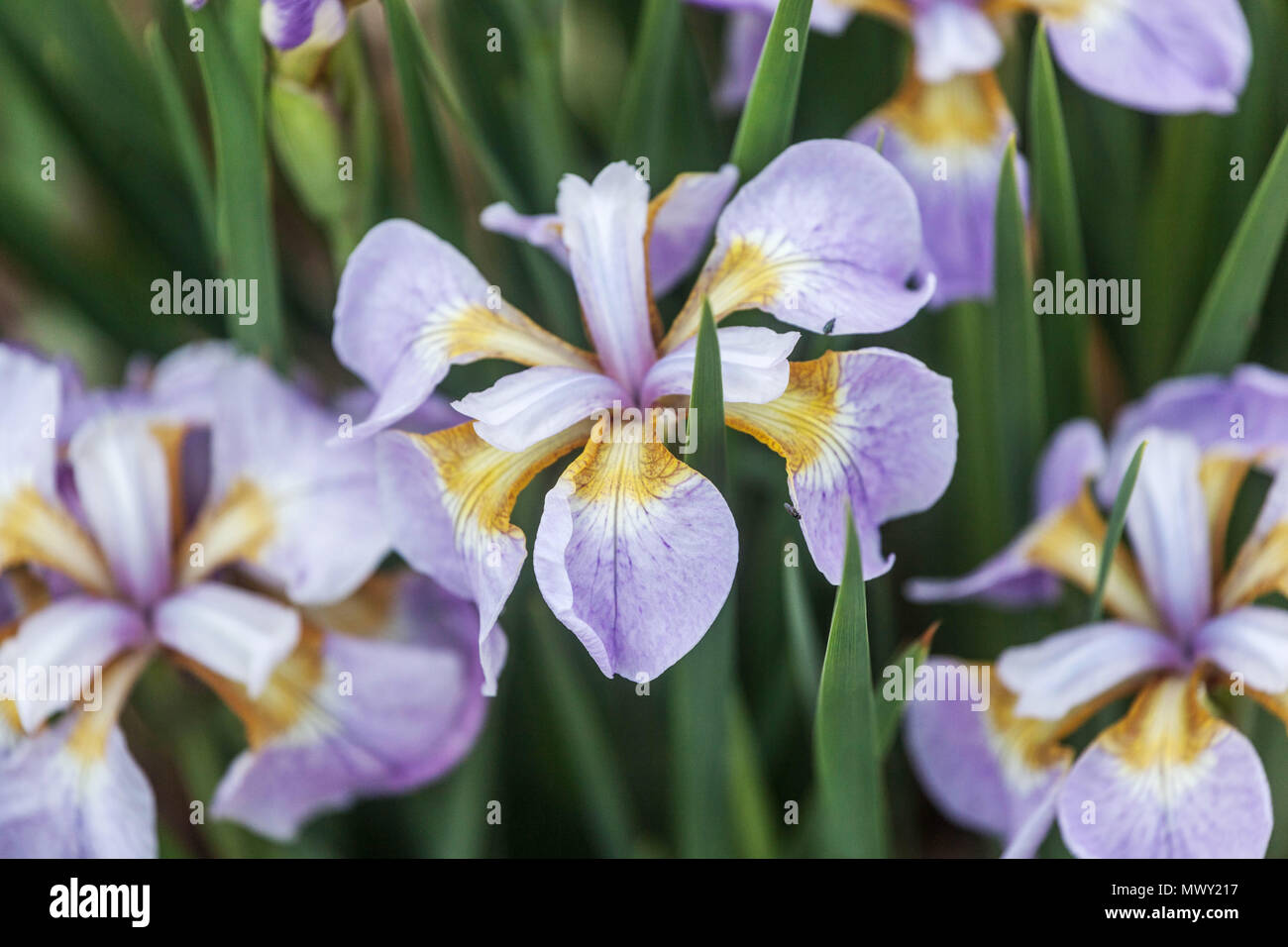 Siberian iris sibirica ' Rikugi Sakura ' Stock Photo