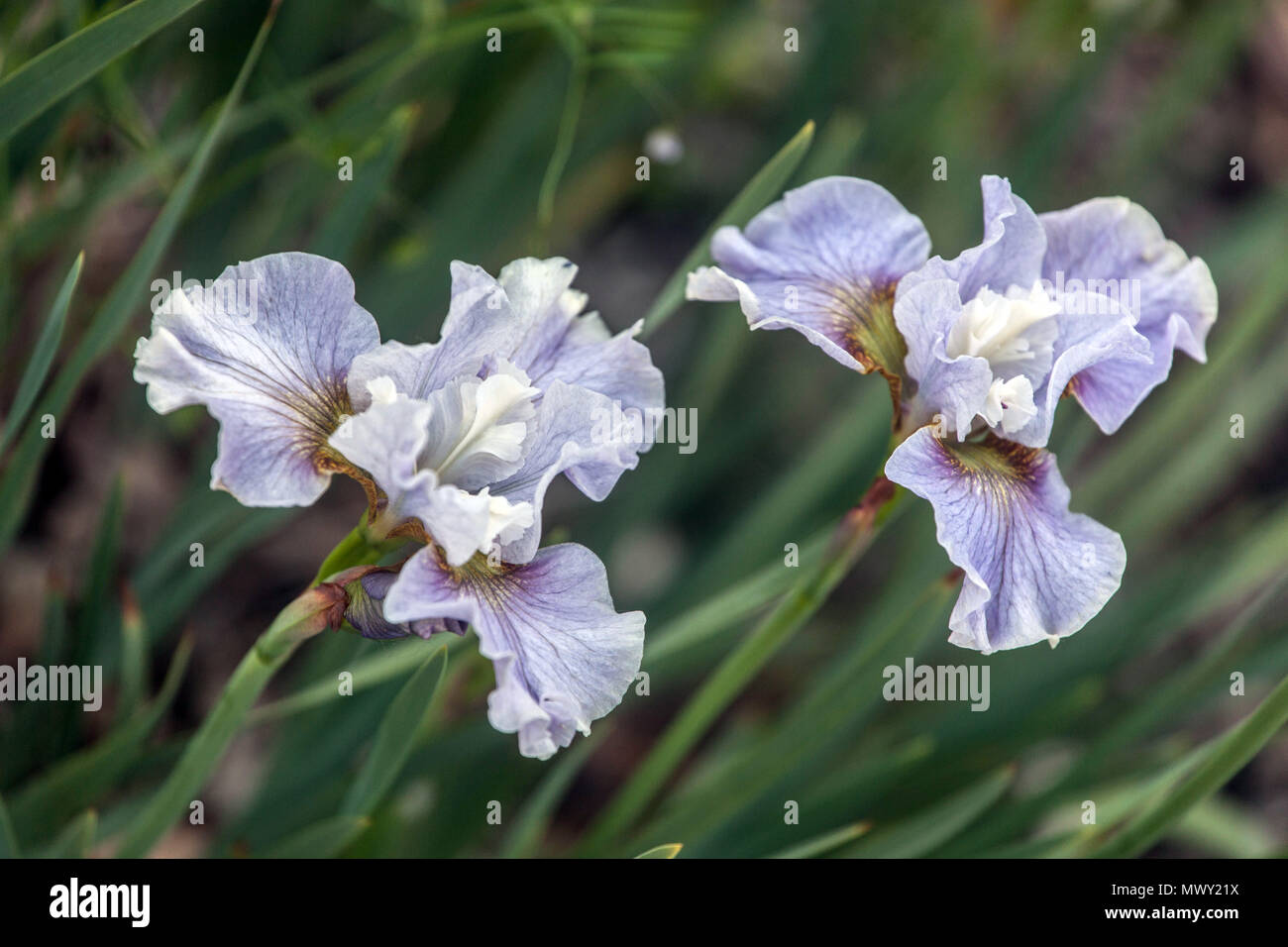 Siberian iris sibirica ' Dawn Waltz ' Stock Photo