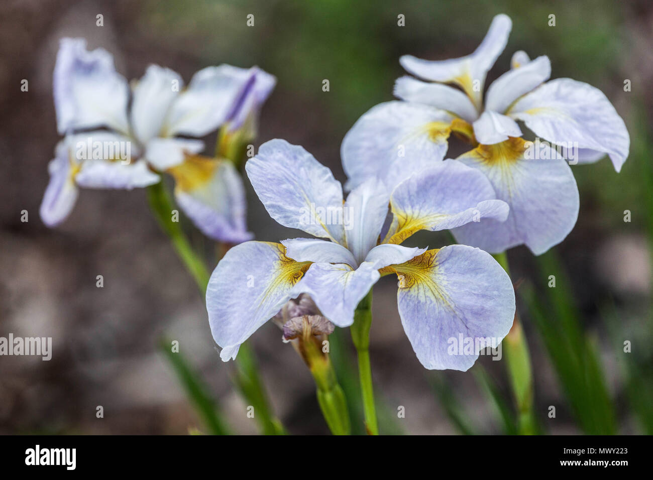 Siberian iris sibirica white ' Ama No Hane ' Stock Photo