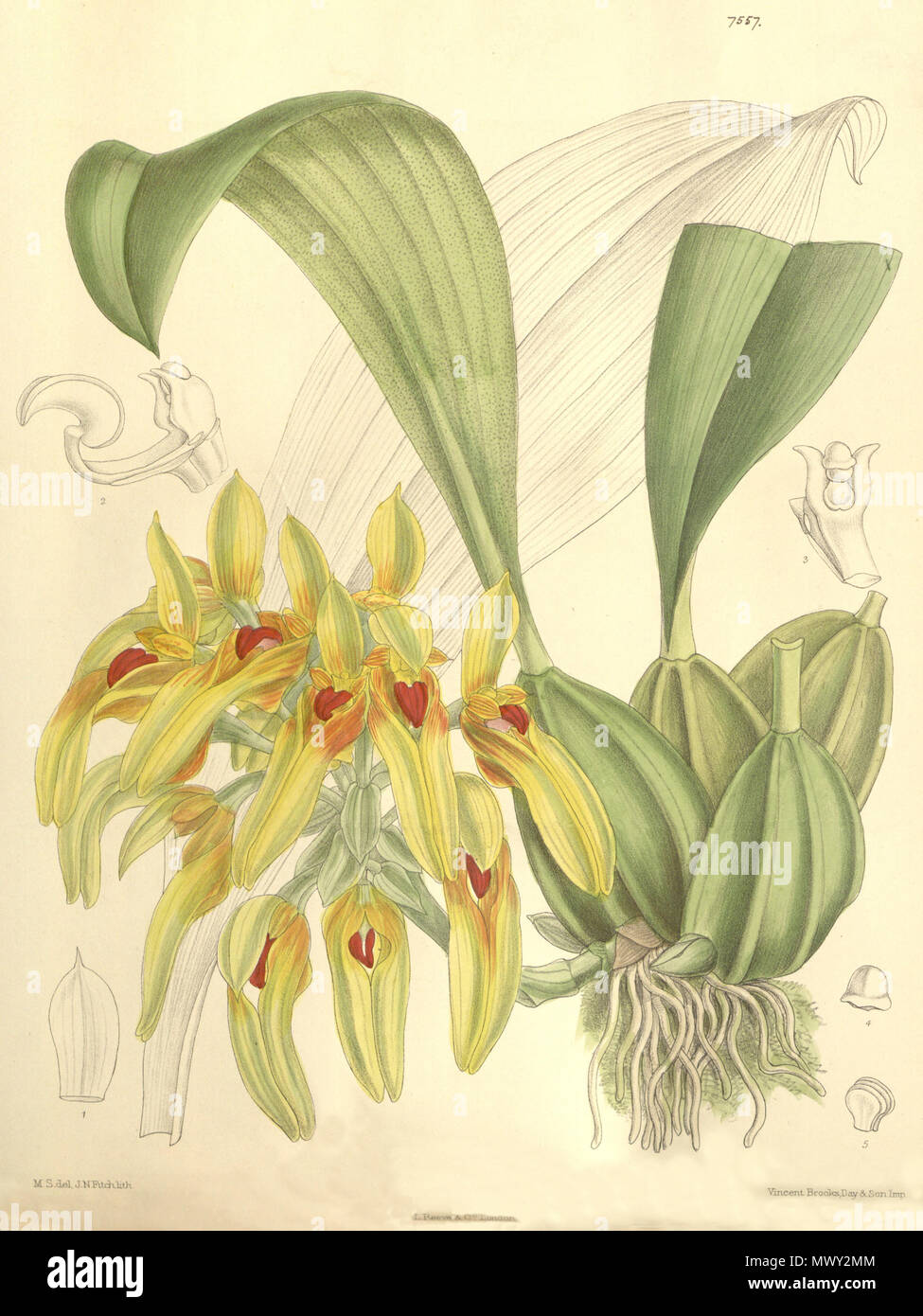 . Illustration of Bulbophyllum graveolens (as Cirrhopetalum robustum) . 1897. M. S. del. ( = Matilda Smith, 1854-1926), J. N. Fitch lith. ( = John Nugent Fitch, 1840–1927) Description by Joseph Dalton Hooker (1817—1911) 104 Bulbophyllum graveolens (as Cirrhopetalum robustum) - Curtis' 123 (Ser. 3 no. 53) pl. 7557 (1897) Stock Photo
