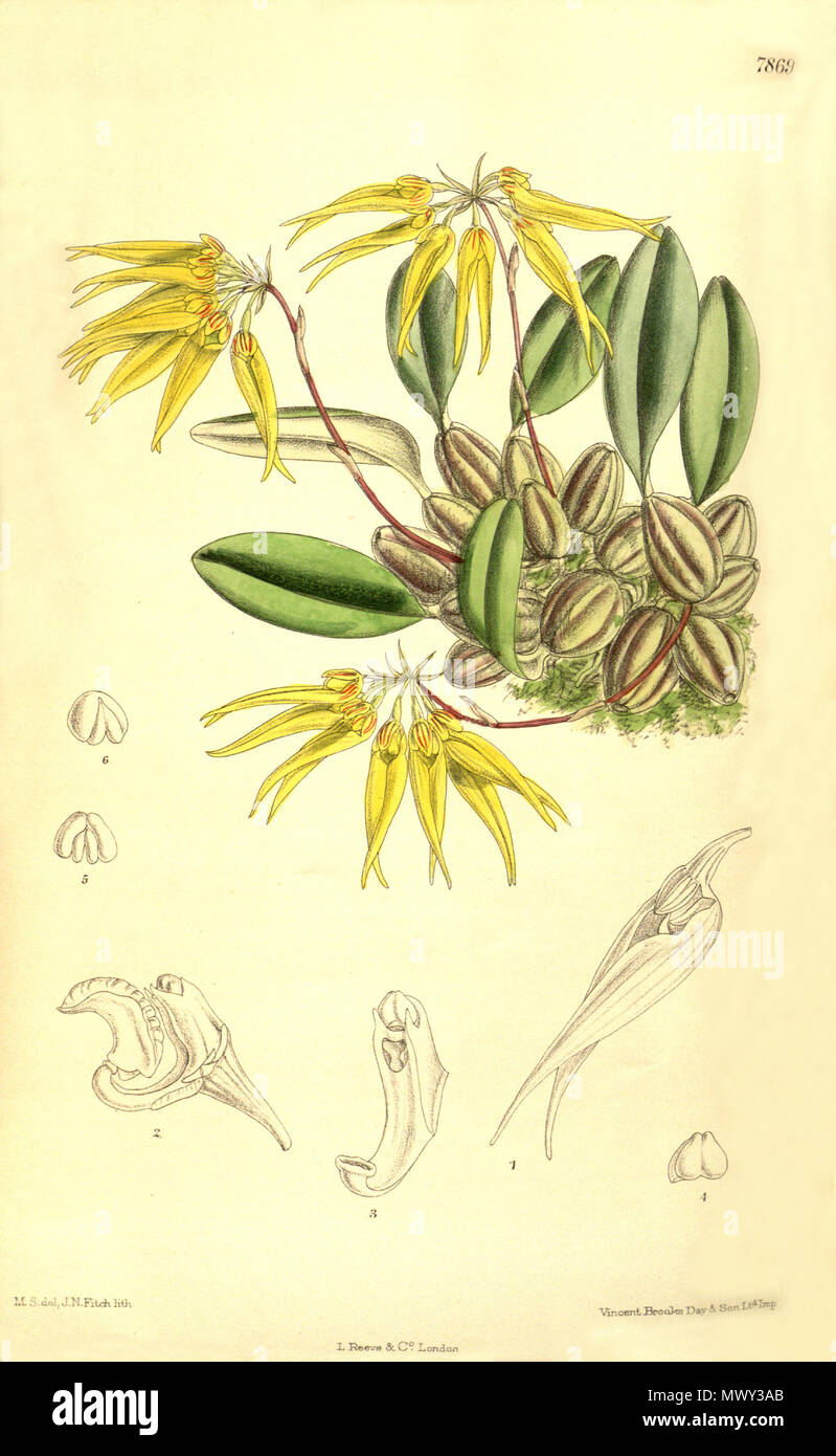 . Illustration of Bulbophyllum muscicola (as syn. Cirrhopetalum hookeri) . 1902. M. S. del. ( = Matilda Smith, 1854-1926), J. N. Fitch lith. ( = John Nugent Fitch, 1840–1927) Description by Joseph Dalton Hooker (1817—1911) 104 Bulbophyllum muscicola (as Cirrhopetalum hookeri) - Curtis' 128 (Ser. 3 no. 58) pl. 7869 (1902) Stock Photo