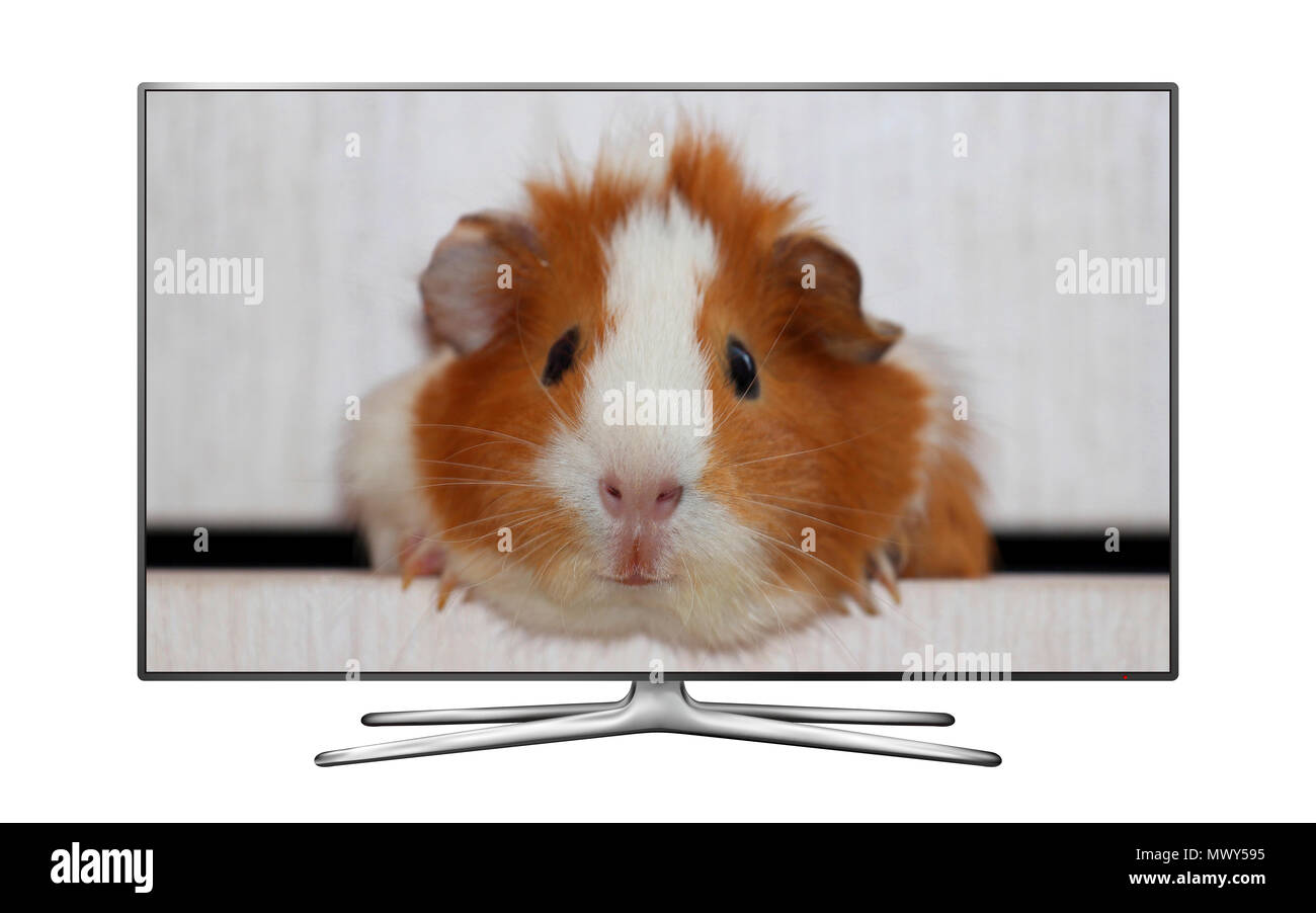Smart tv isolated on white background with guinea pig on screen Stock Photo