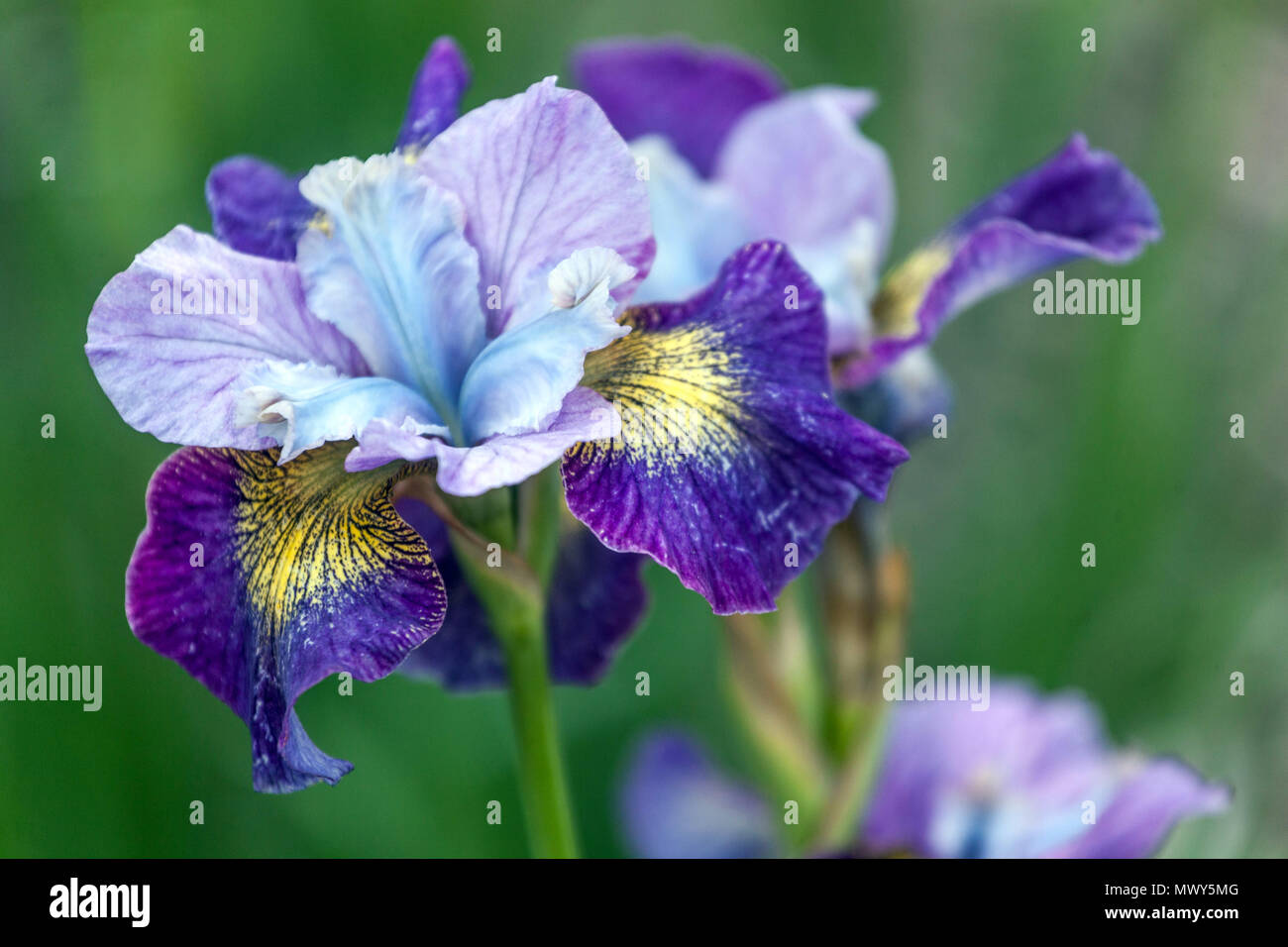 Siberian Iris sibirica 'Charming Billy' Irises, Iris flower blue purple flags Stock Photo