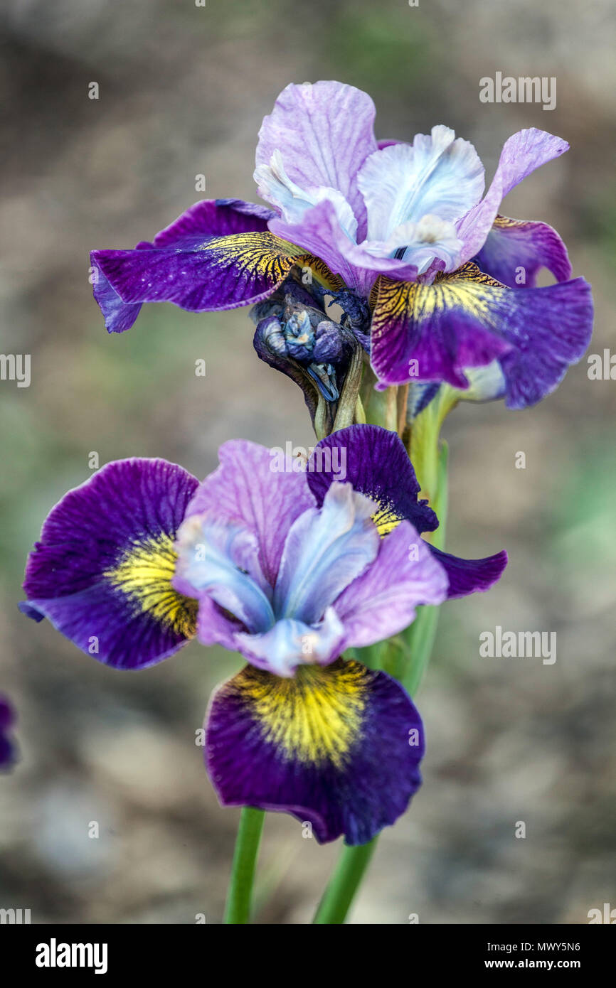 Iris sibirica flower ' Charming Billy ' Siberian iris flower portrait Stock Photo