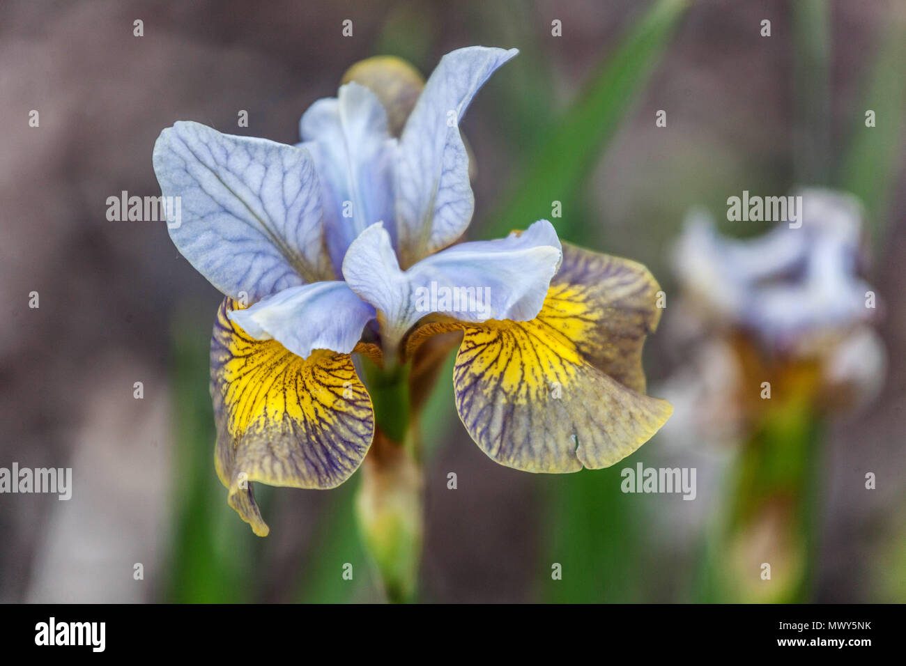 Siberian iris, Iris sibirica ' Drowsy Maggie ' Stock Photo