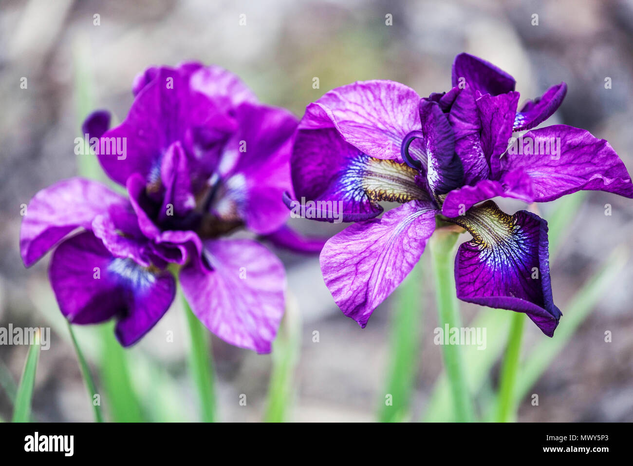 Siberian iris sibirica ' Tumble Bug ' Stock Photo