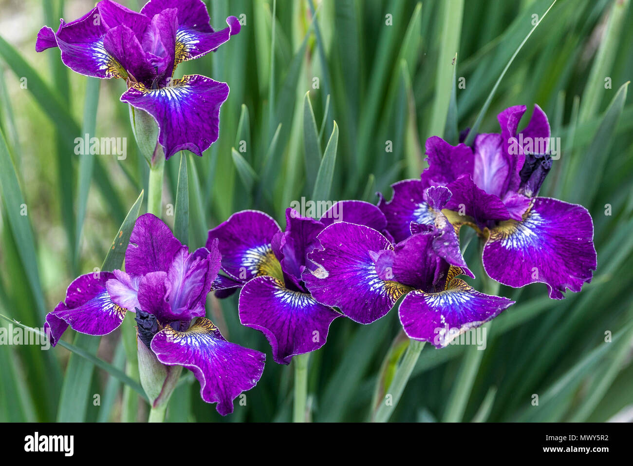 Siberian iris sibirica ' Crimson Cloissonne ' Stock Photo
