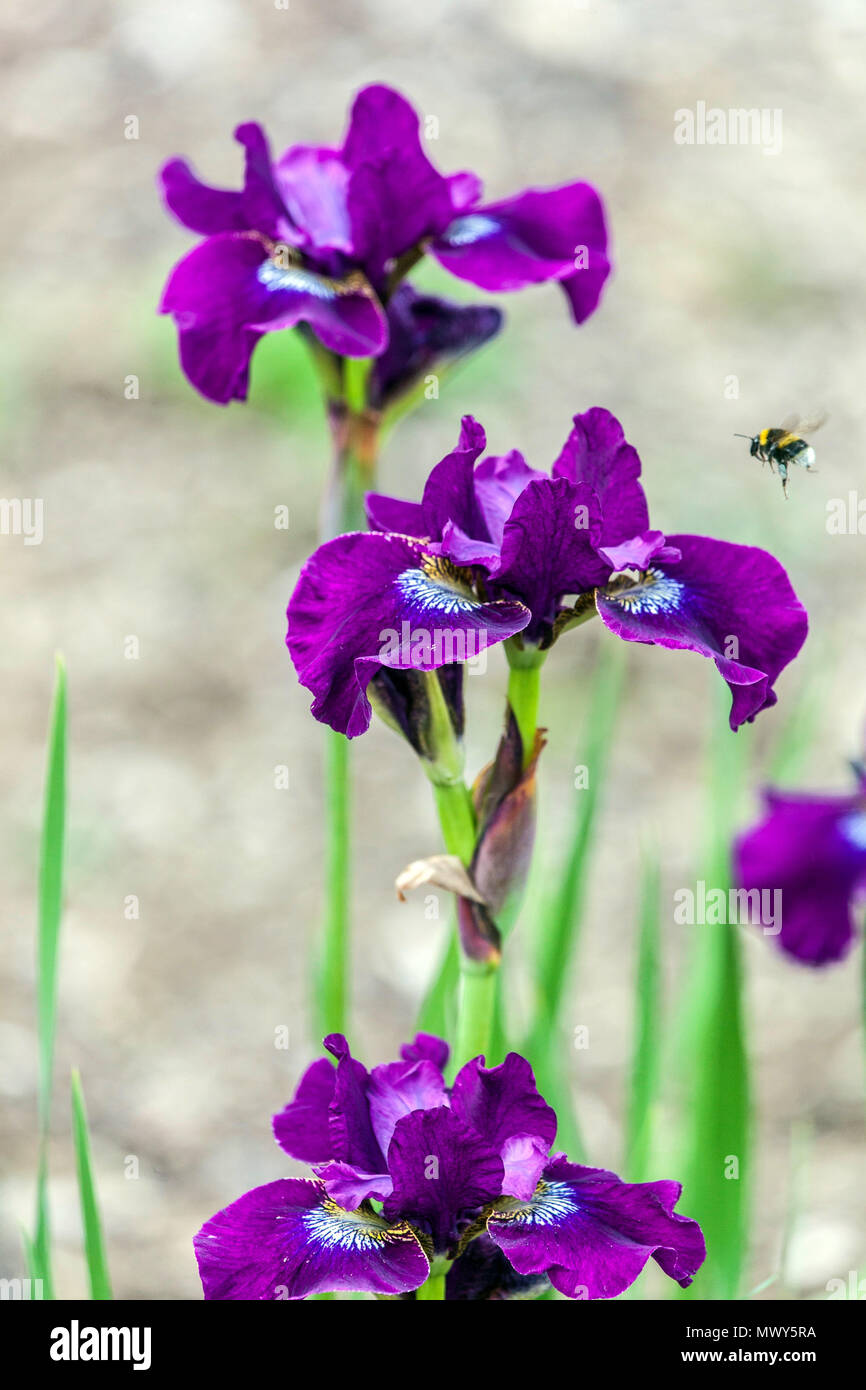 Siberian iris sibirica 'Grosser Wine', bumblebee flying Stock Photo