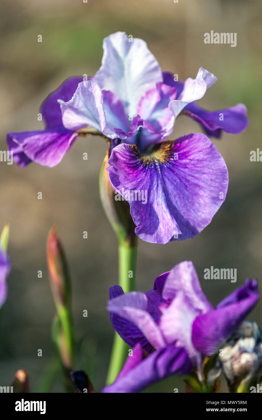 Siberian iris sibirica ' Light of Heart ' flower portrait Stock Photo