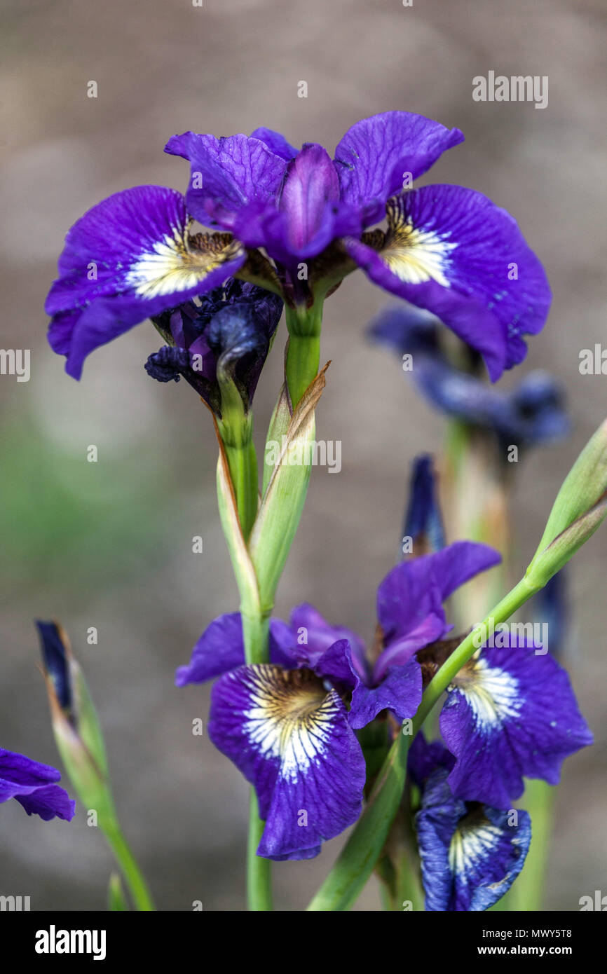Siberian iris sibirica ' Tall Dark and Handsome ' Stock Photo