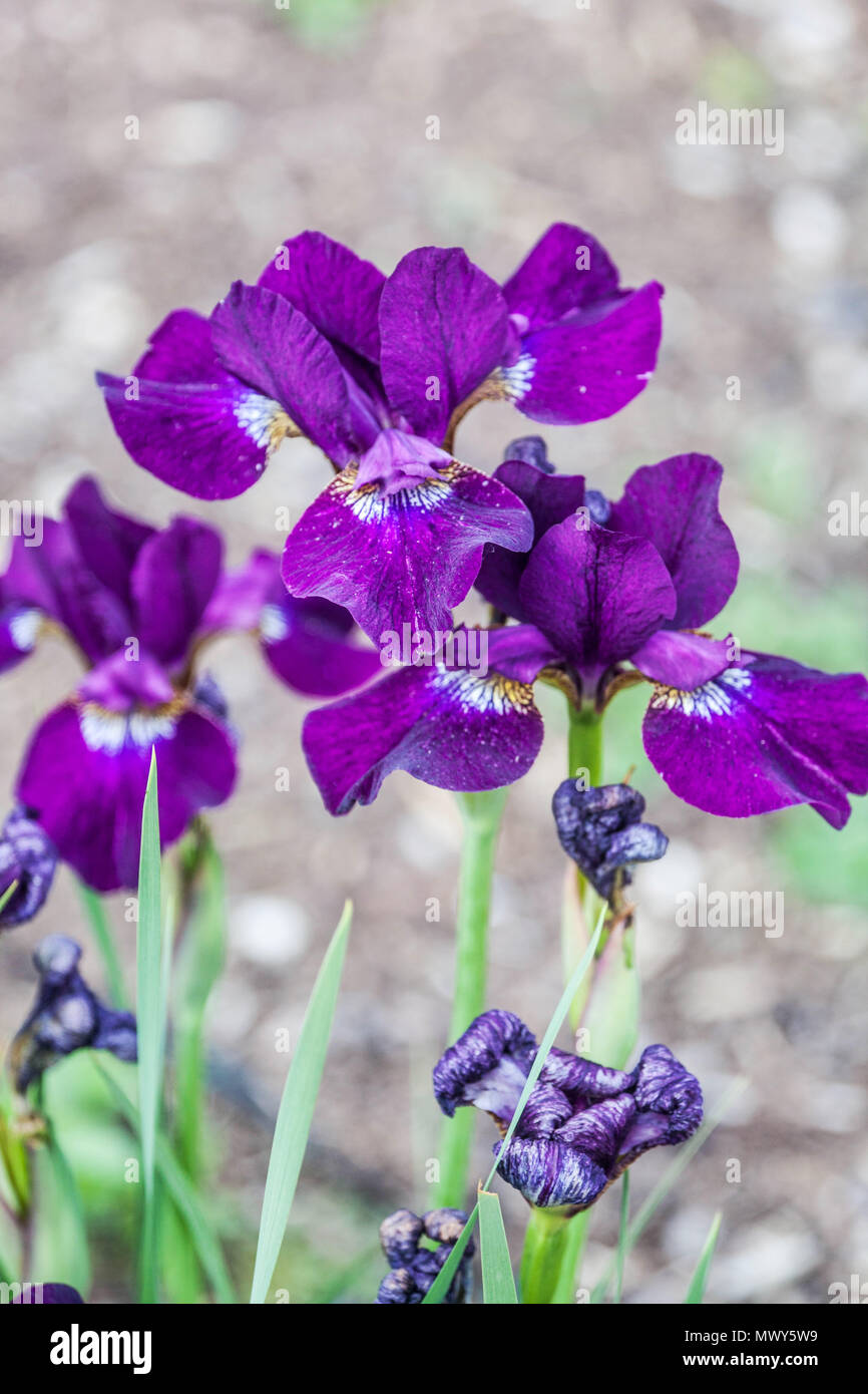 Siberian iris sibirica ' Sibirirische Nacht ' Stock Photo