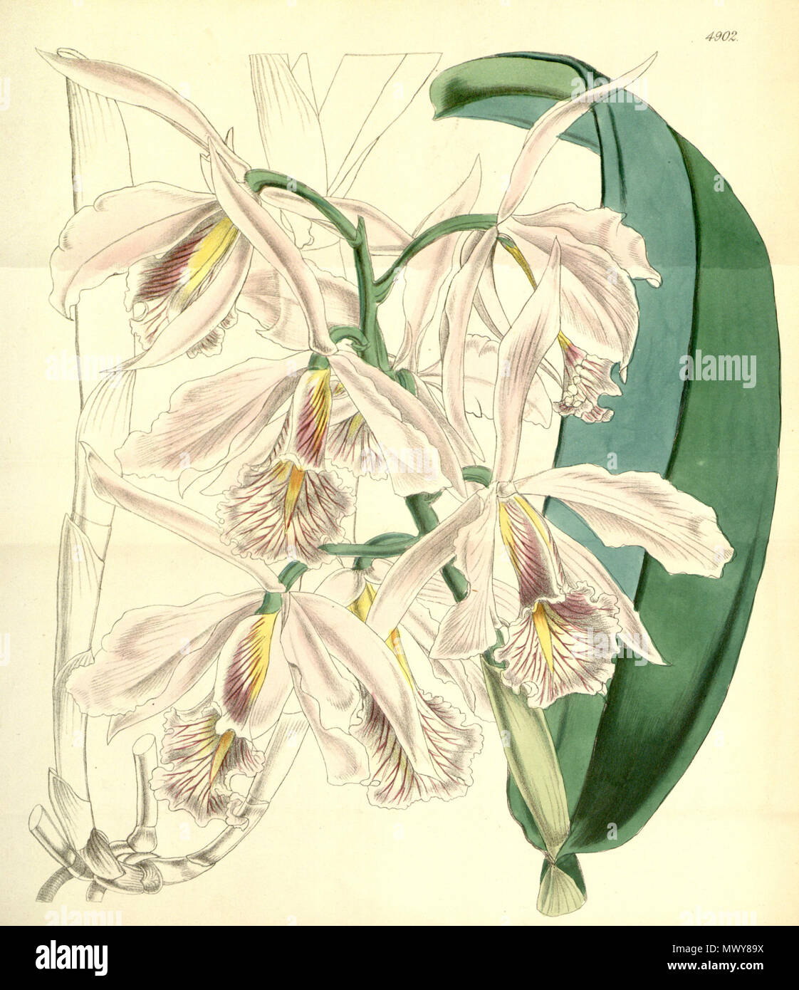 . Illustration of Cattleya maxima . 1856. Probably Walter Hood Fitch (1817-1892) del. et lith. (this plate not signed), description by William Jackson Hooker (1785—1865) 119 Cattleya maxima - Curtis' 82 (Ser. 3 no. 12) pl. 4902 (1856) Stock Photo
