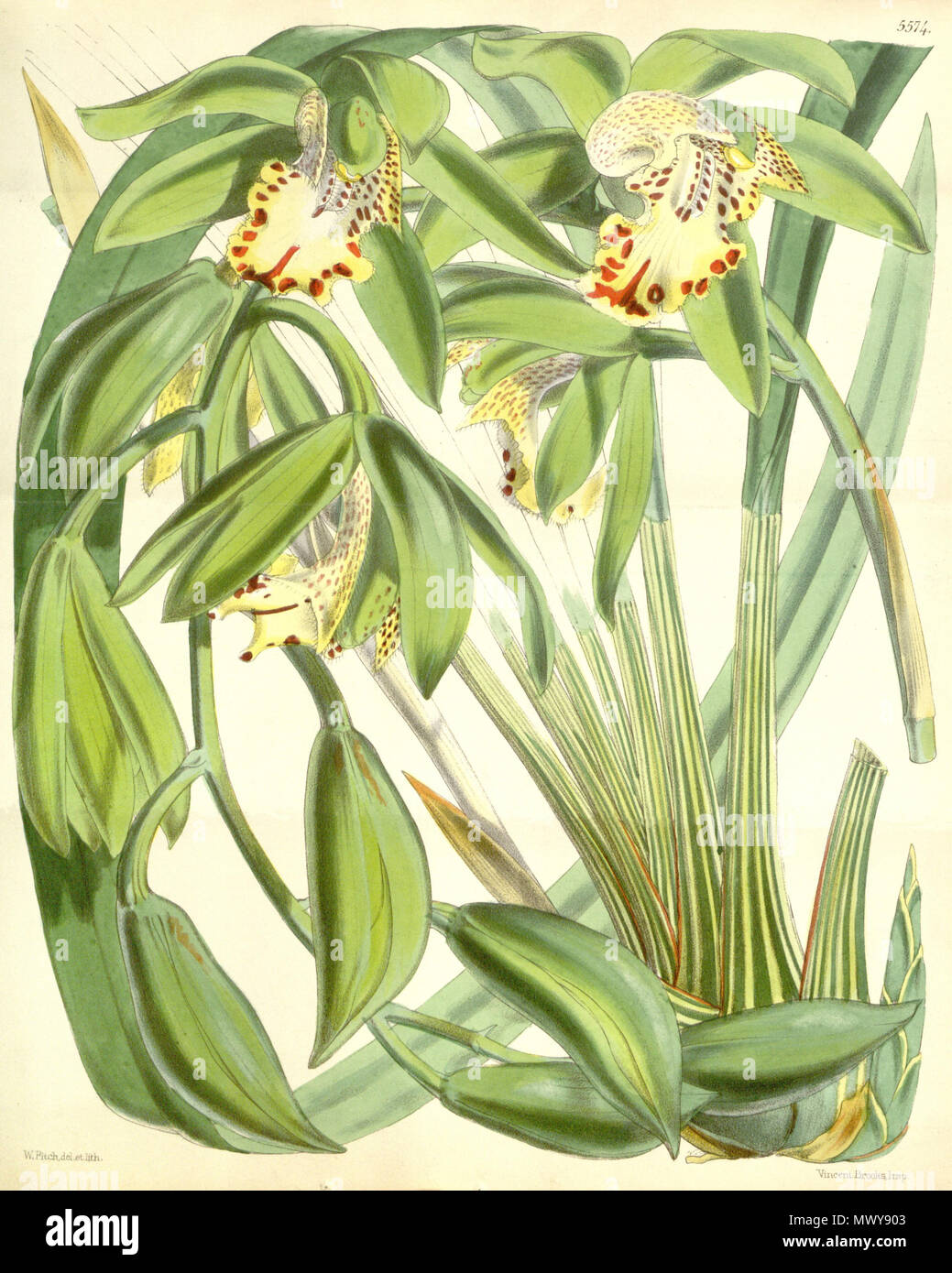 . Illustration of Cymbidium hookerianum . 1866. Walter Hood Fitch (1817-1892) del. et lith. Description by James Bateman (1811-1897) 149 Cymbidium hookerianum Stock Photo