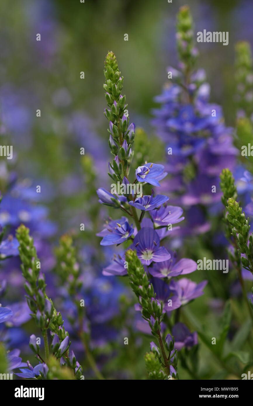 Veronica Blue flowers Stock Photo Alamy