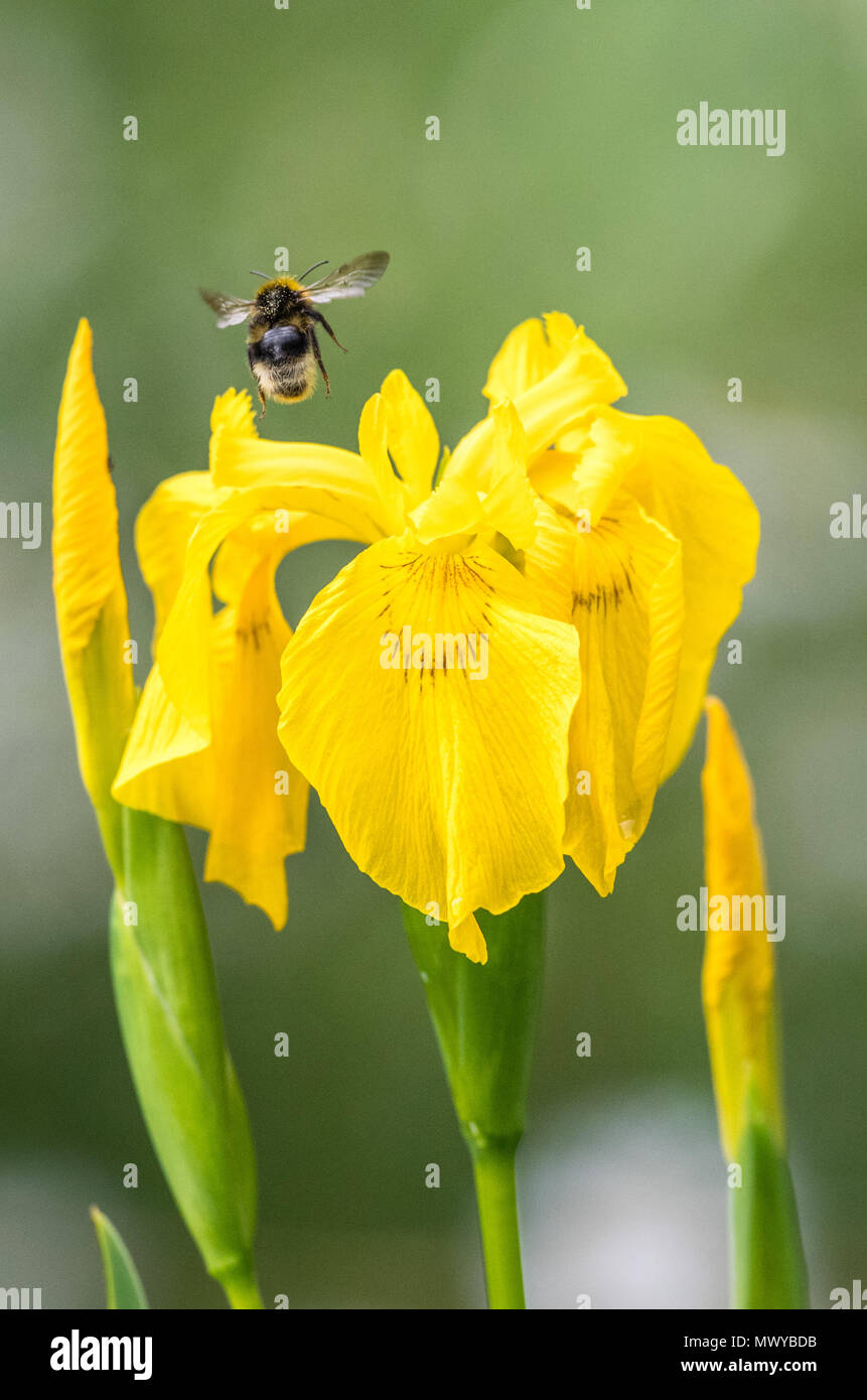 Bumble Bee landing on to  yellow iris. Stock Photo