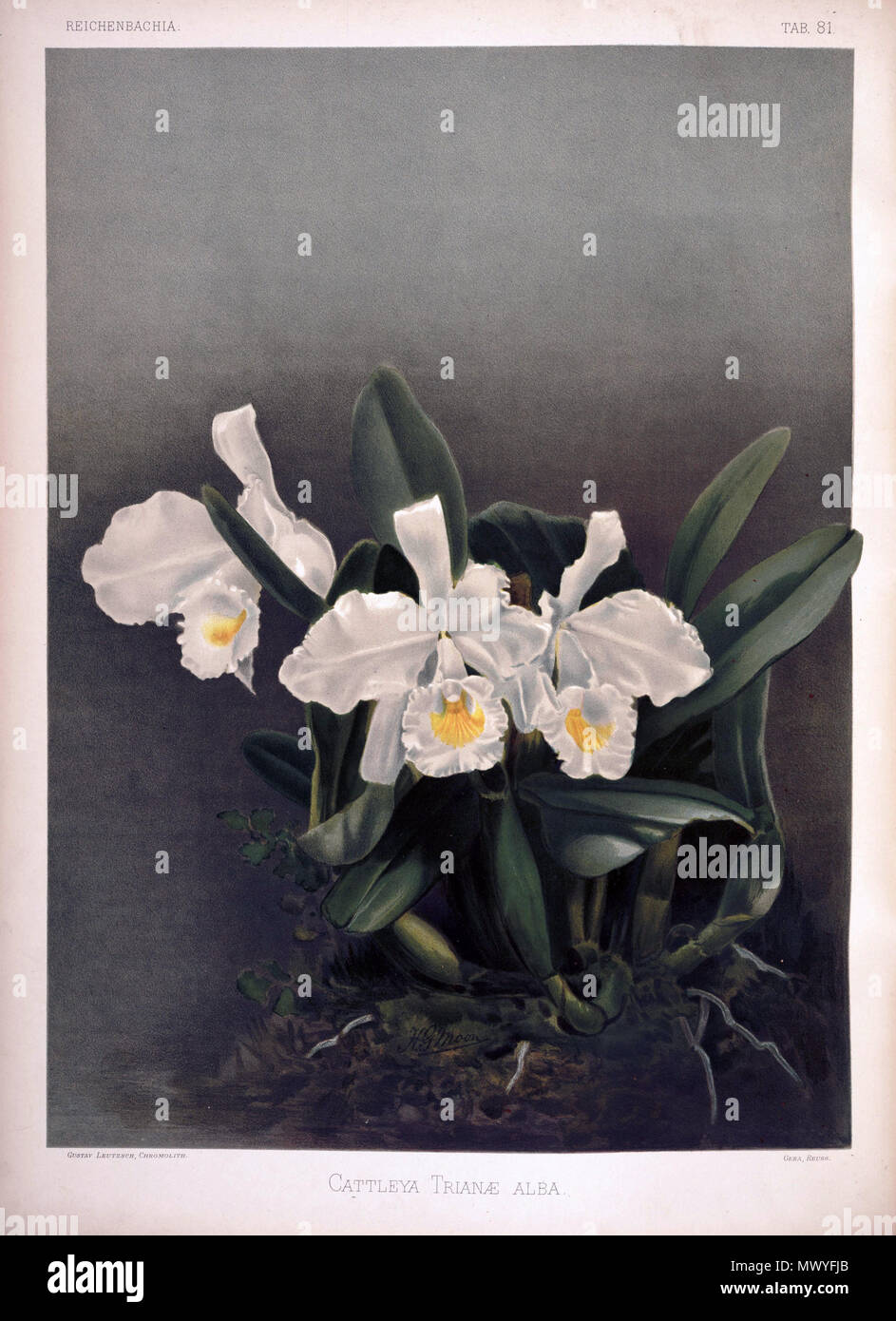 . Cattleya trianae . between 1888 and 1894. H. Sotheran & Co., London (editor) 221 Frederick Sander - Reichenbachia II plate 81 (1890) - Cattleya trianae alba Stock Photo