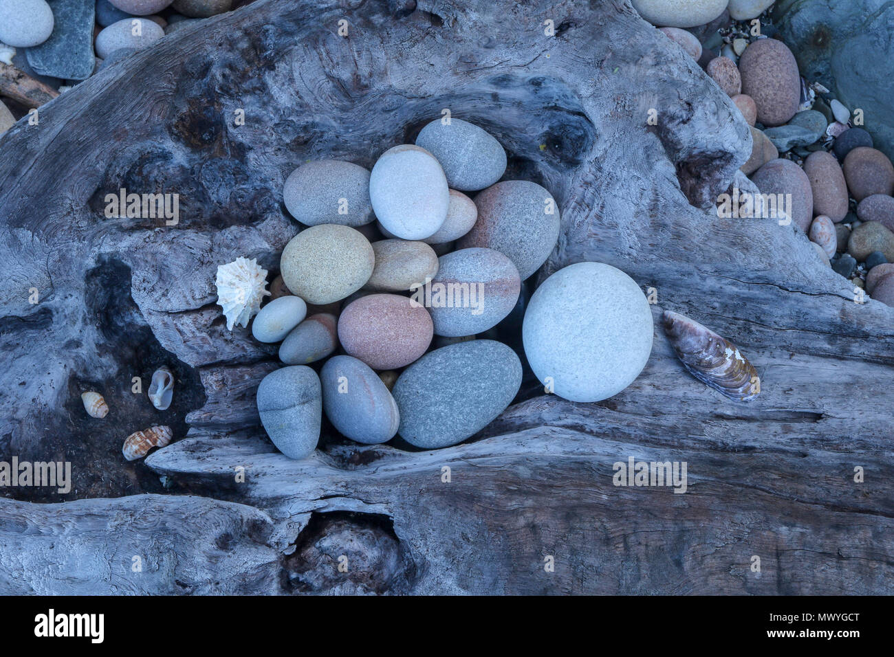 'Bowl' driftwood and pebbles on driftwood beach in the Tsitsikamma, protected area, Garden Route, Cape, South Africa Stock Photo