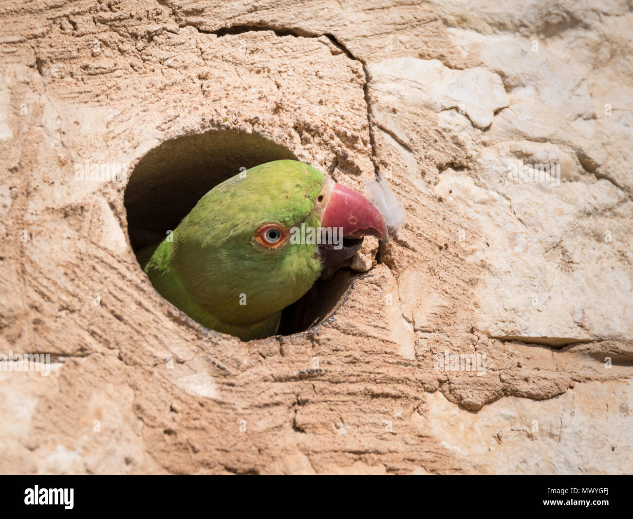 Isolated rose ringed parakeet- Israel Stock Photo